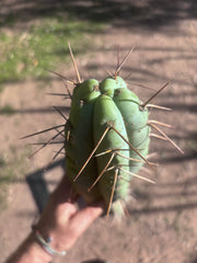 💎🌶️ NOM — XL 16” Tip