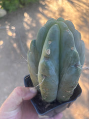 👑🌶️ 🌶️ Jiimz Twin Spine — Fat Rooted Tip
