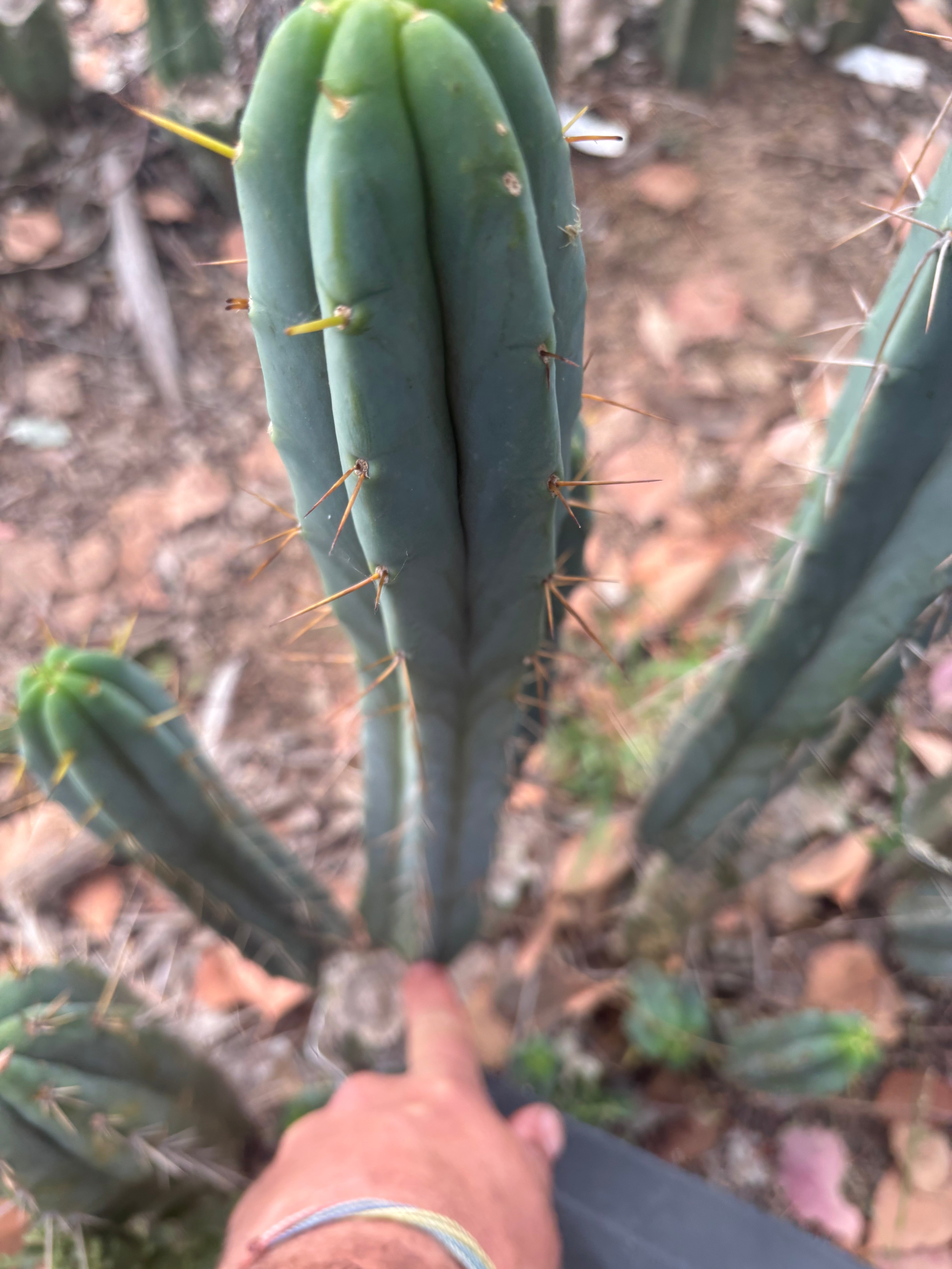 🌶️🌶️ The Baker Helen Bridge — 15” Pup