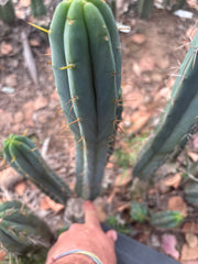 🌶️🌶️ The Baker Helen Bridge — 15” Pup