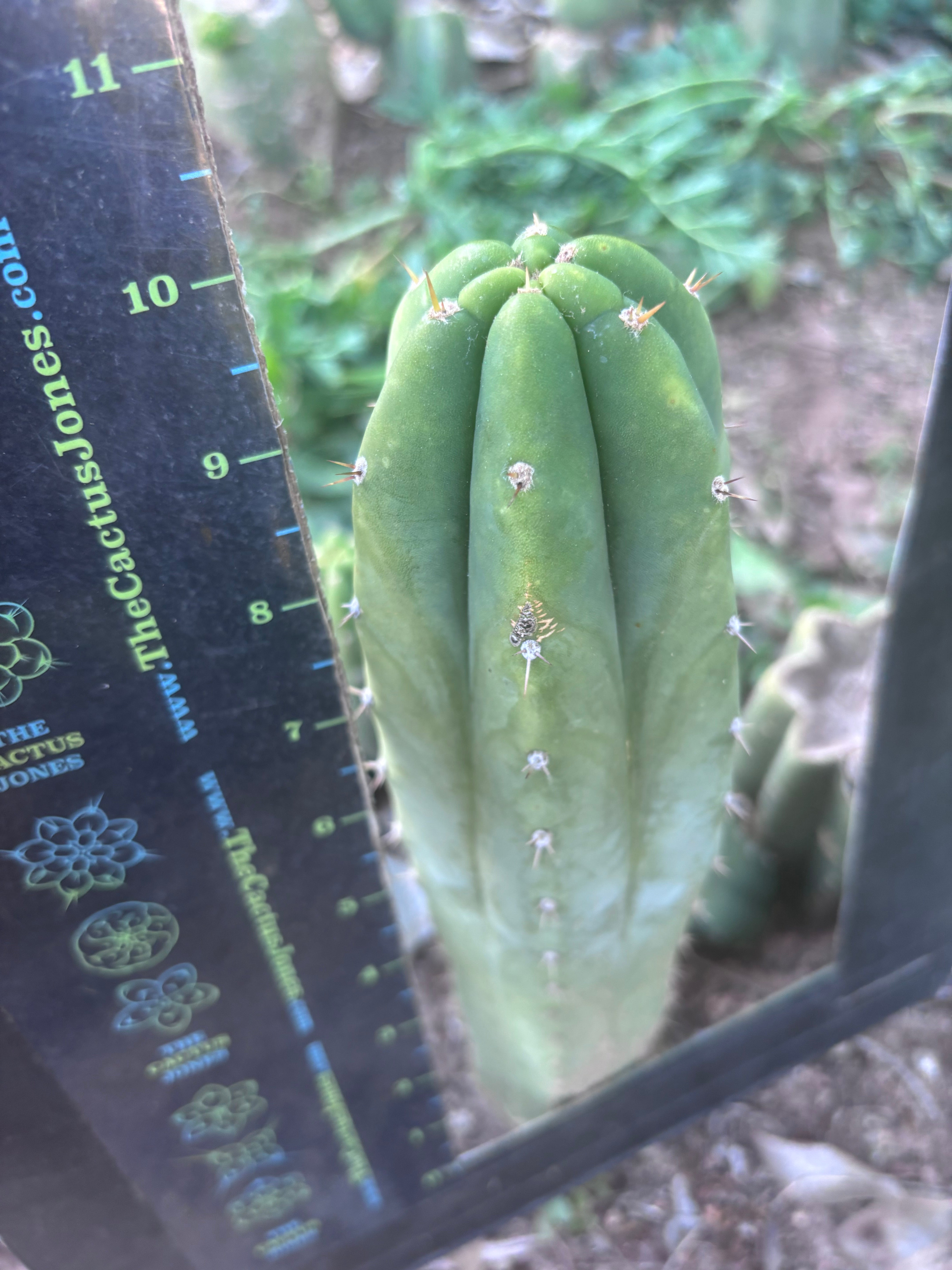 👑🌶️🌶️ Landfill — 10” Tip
