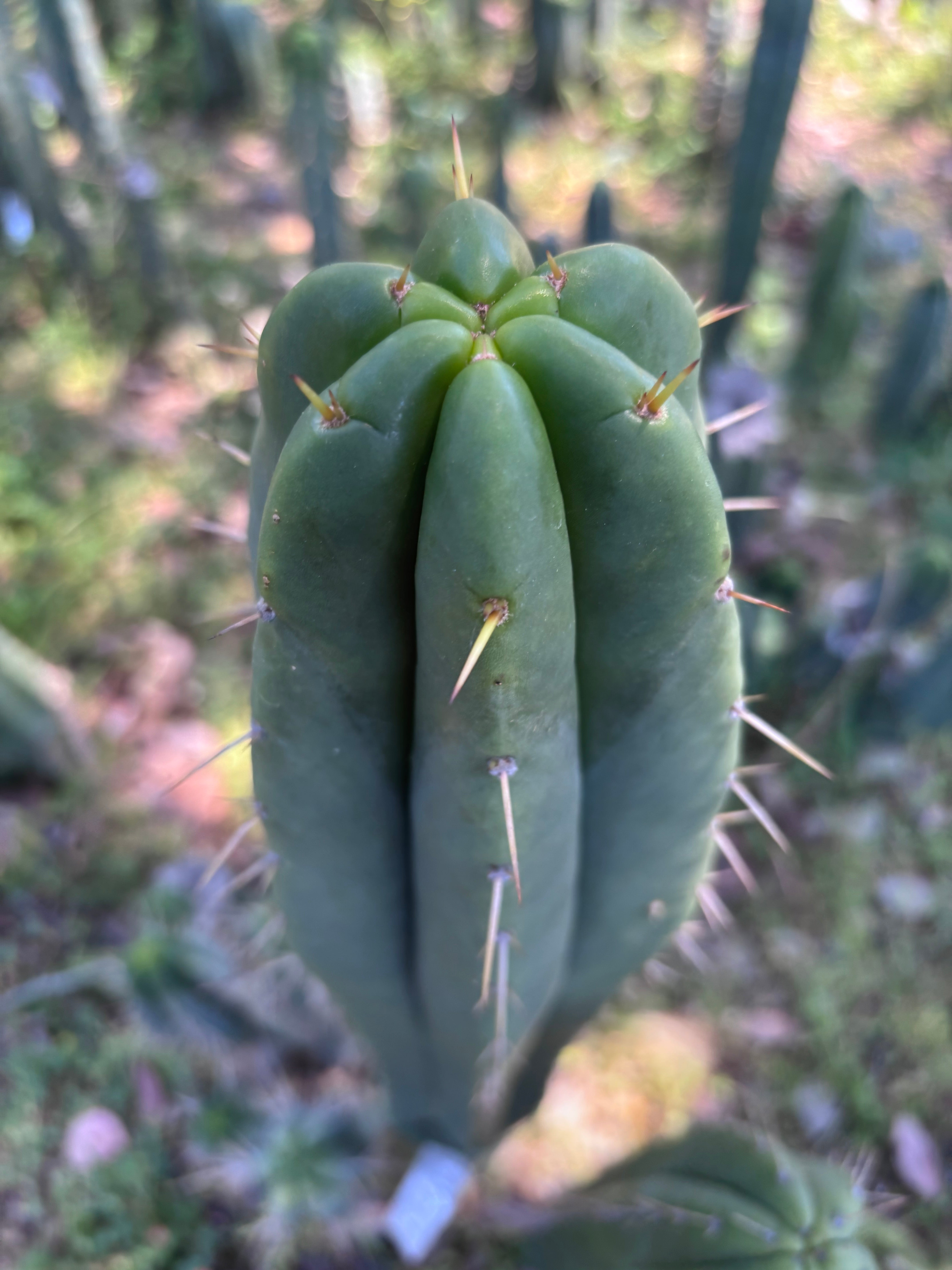 👑🌶️ Malo4 (F2)  — Fat 10” Tip