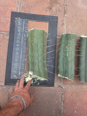 👑🌶️🌶️ Eileen — 10” Mega Mids (3)