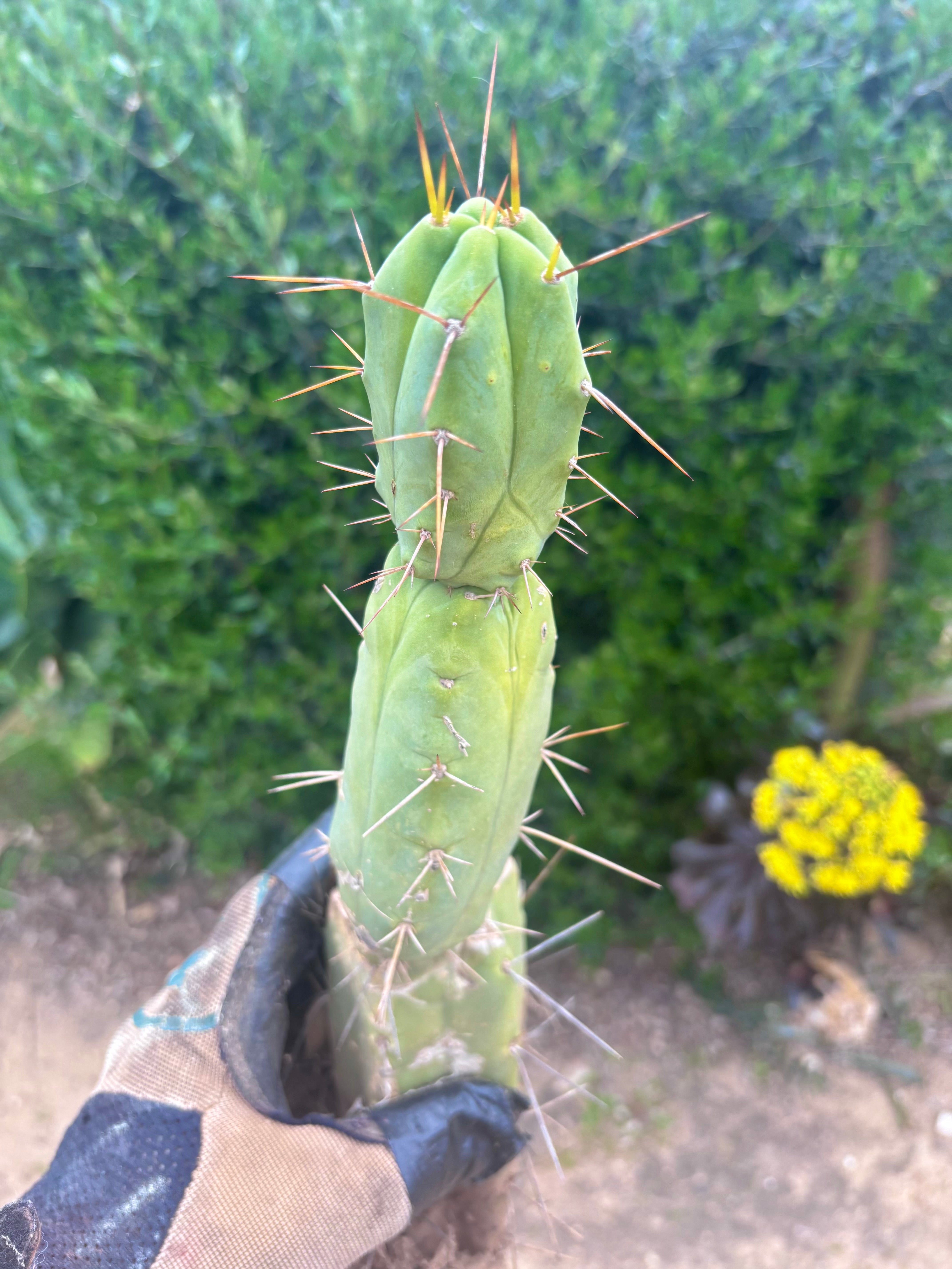 👑🌶️🌶️ Dulzura — Rooted 14”