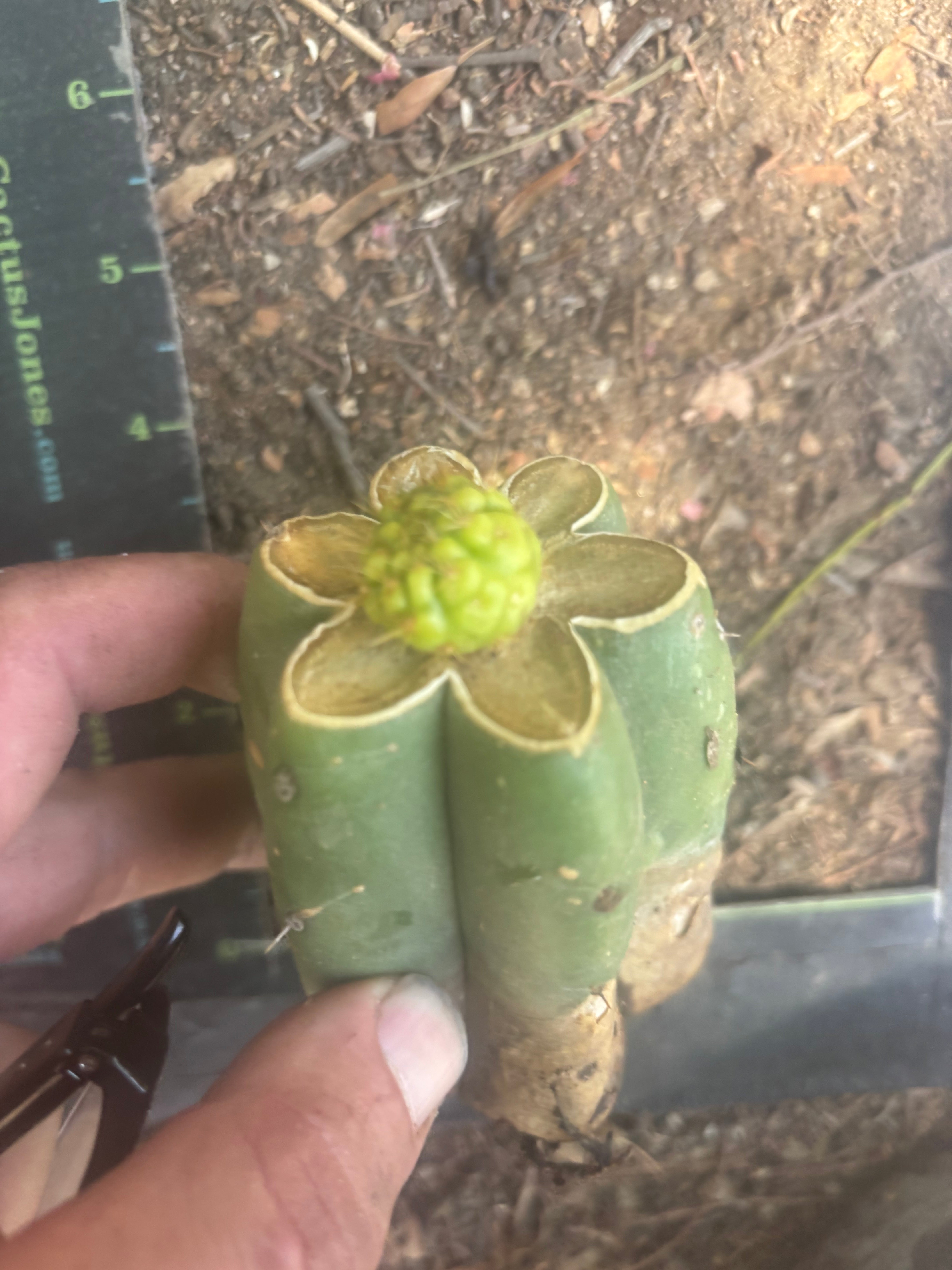 👑 Hulk’s Balls — Graft On Pierre