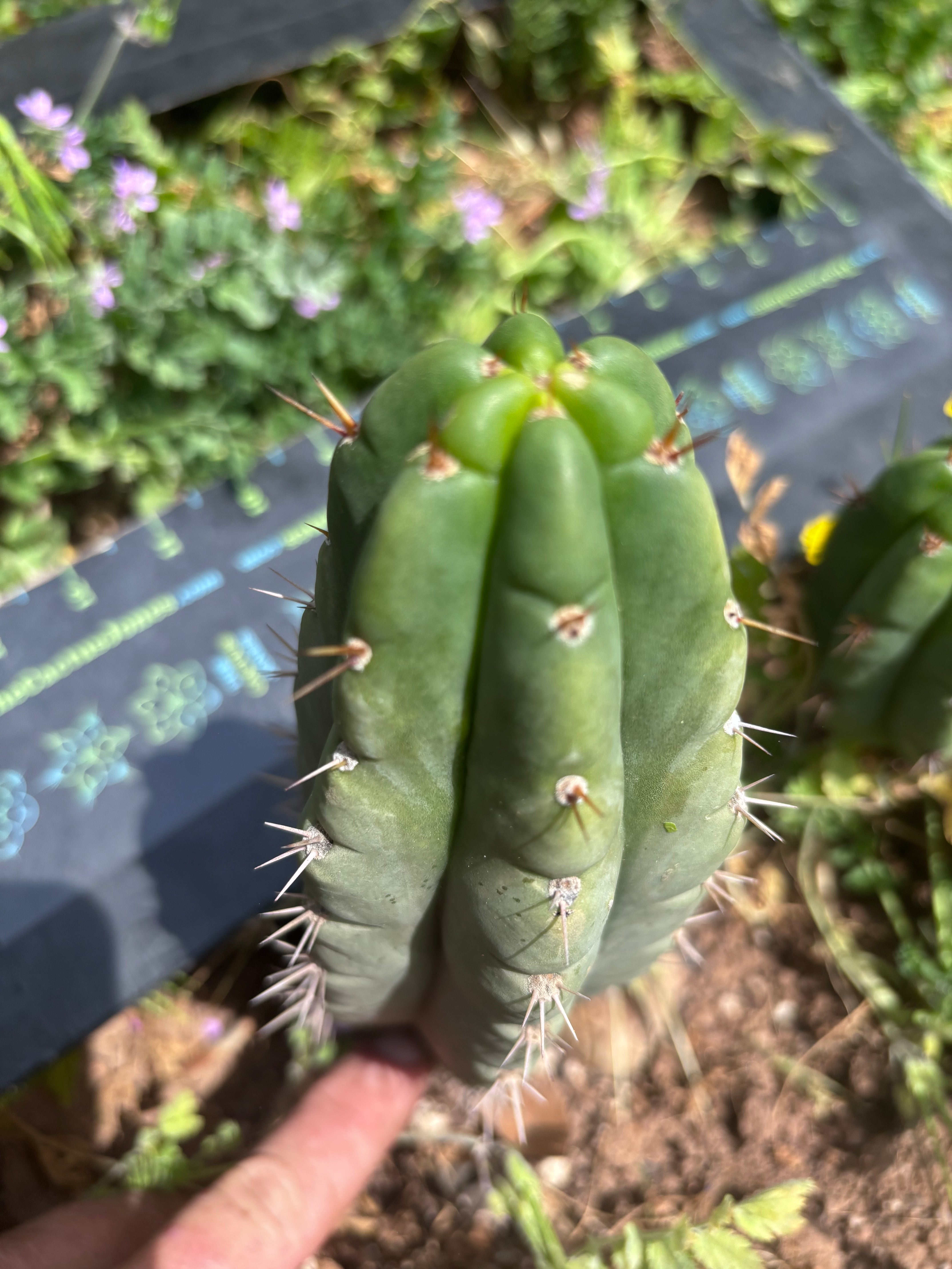 💎👑🌶️🌶️ Austy’s Bomb — 6.5” Tip