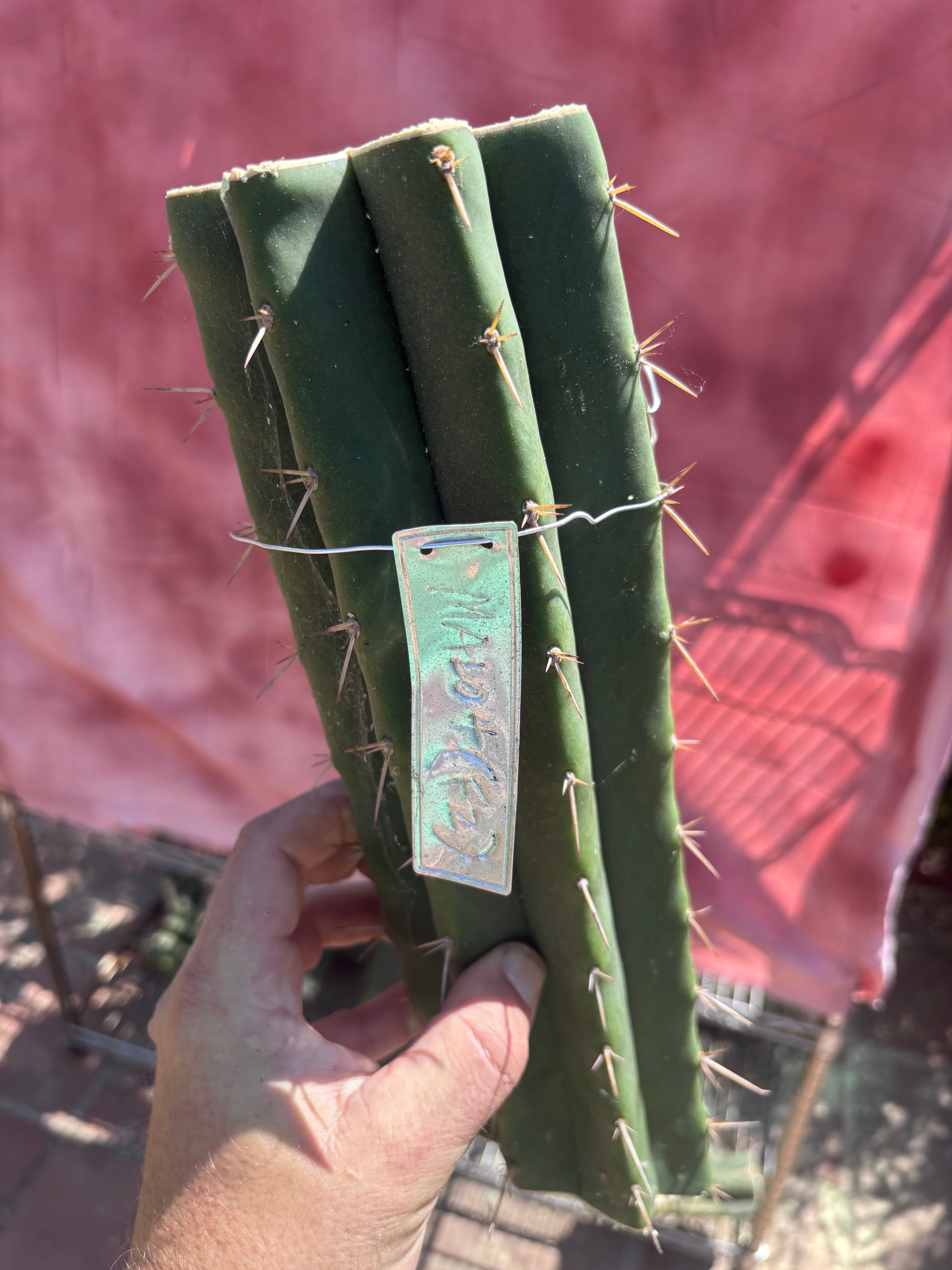 👑🌶️ Malo4 (F2)  — Fat XL 14” Mid