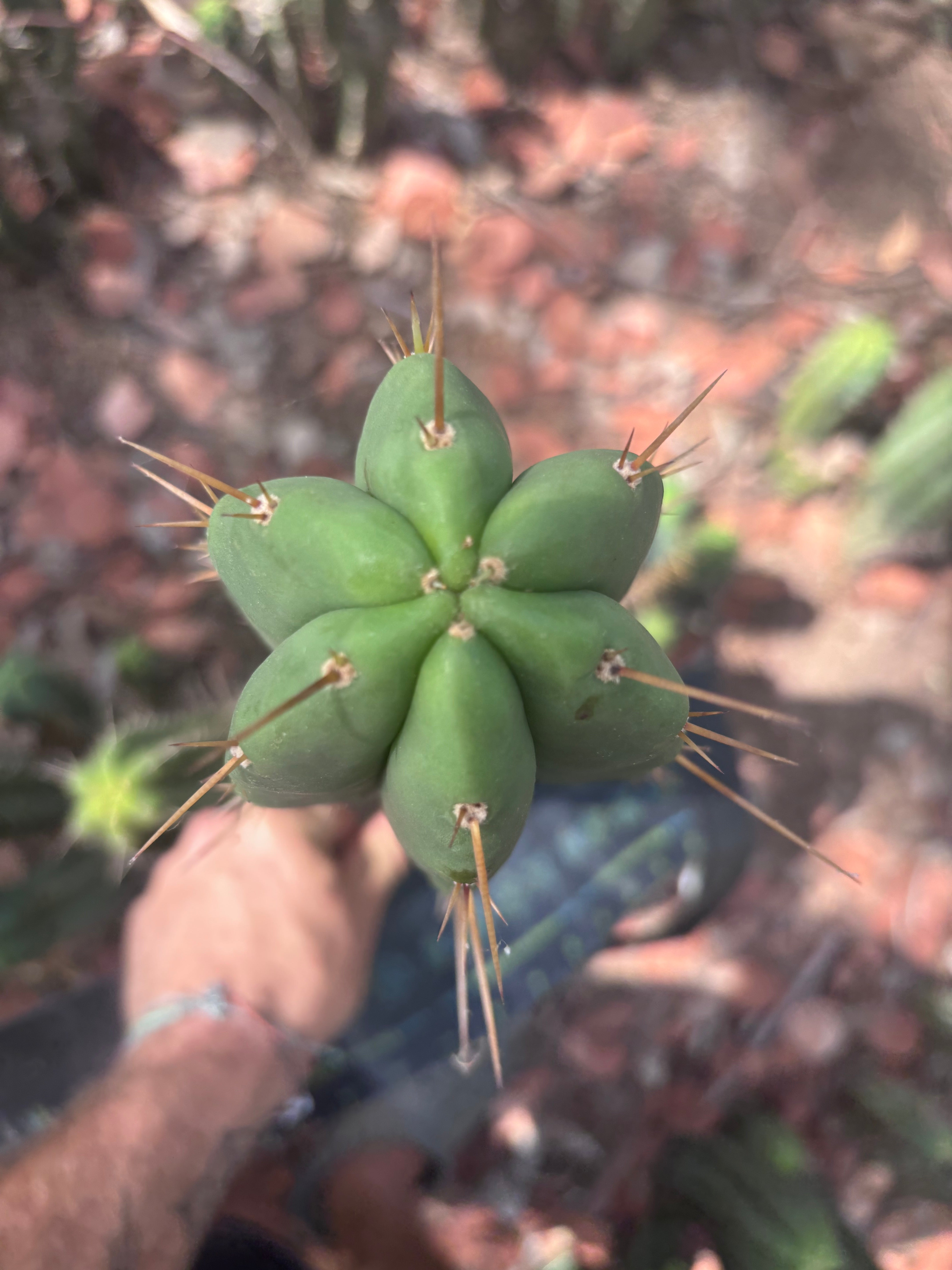 👑🌶️ Malo4 (F2)  — XL 14” Tip