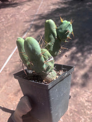👑🌶️🌶️  TBM Clone B — Fully Rooted