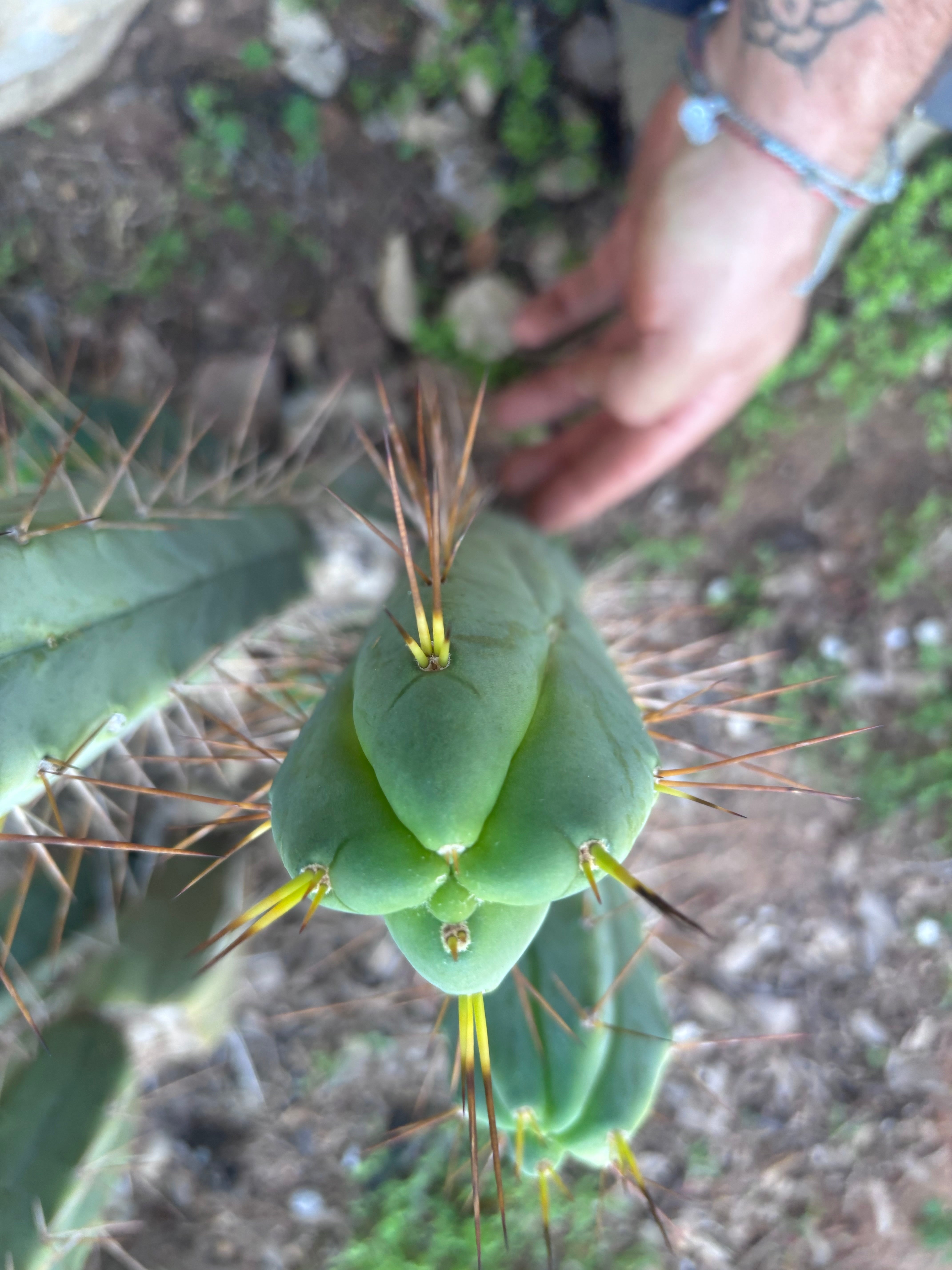 👑💎🌶️ Shulgin — 13” Fourwang Pup