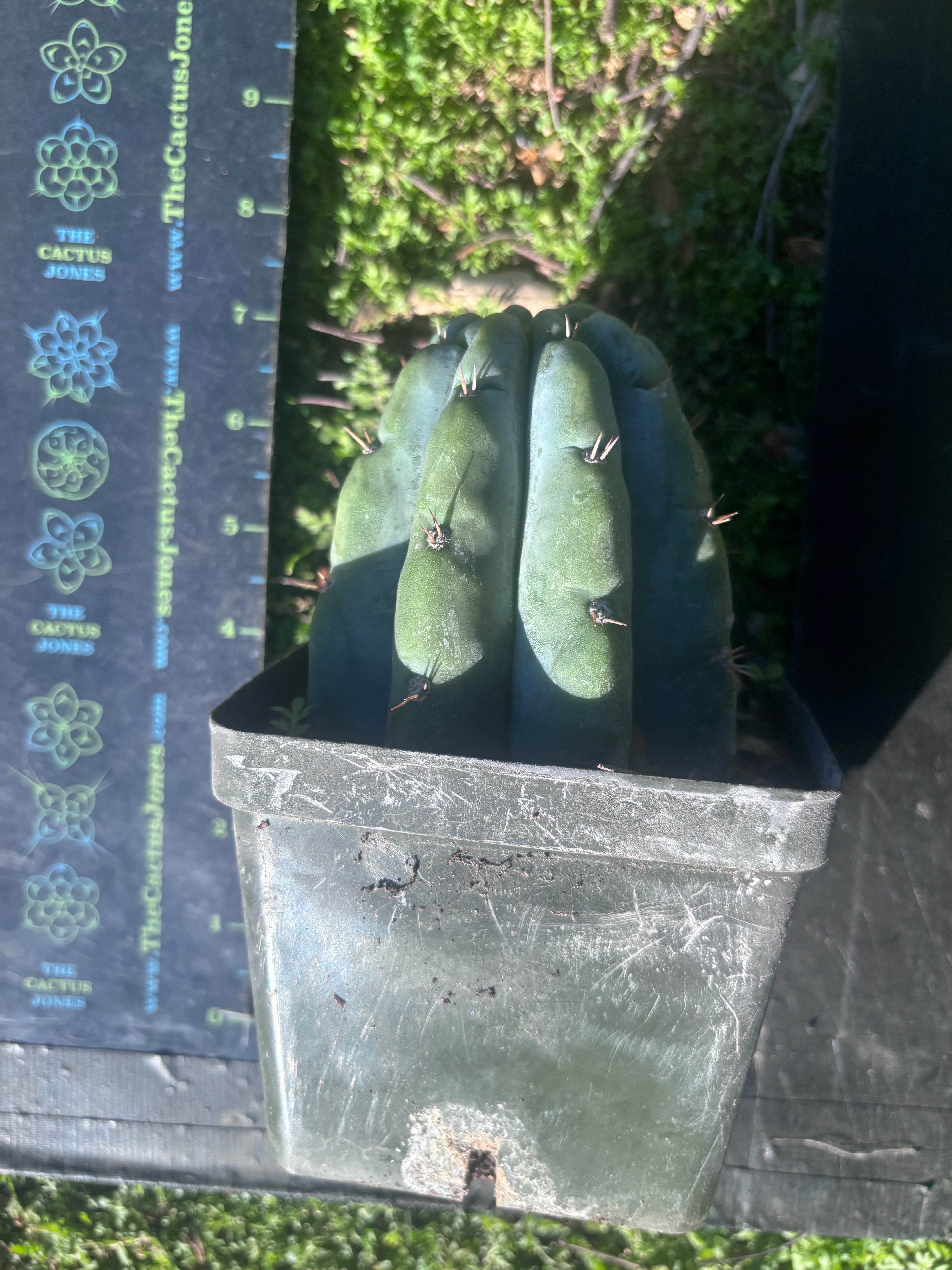 👑🌶️ Shine01 — Fat Rooted Tips