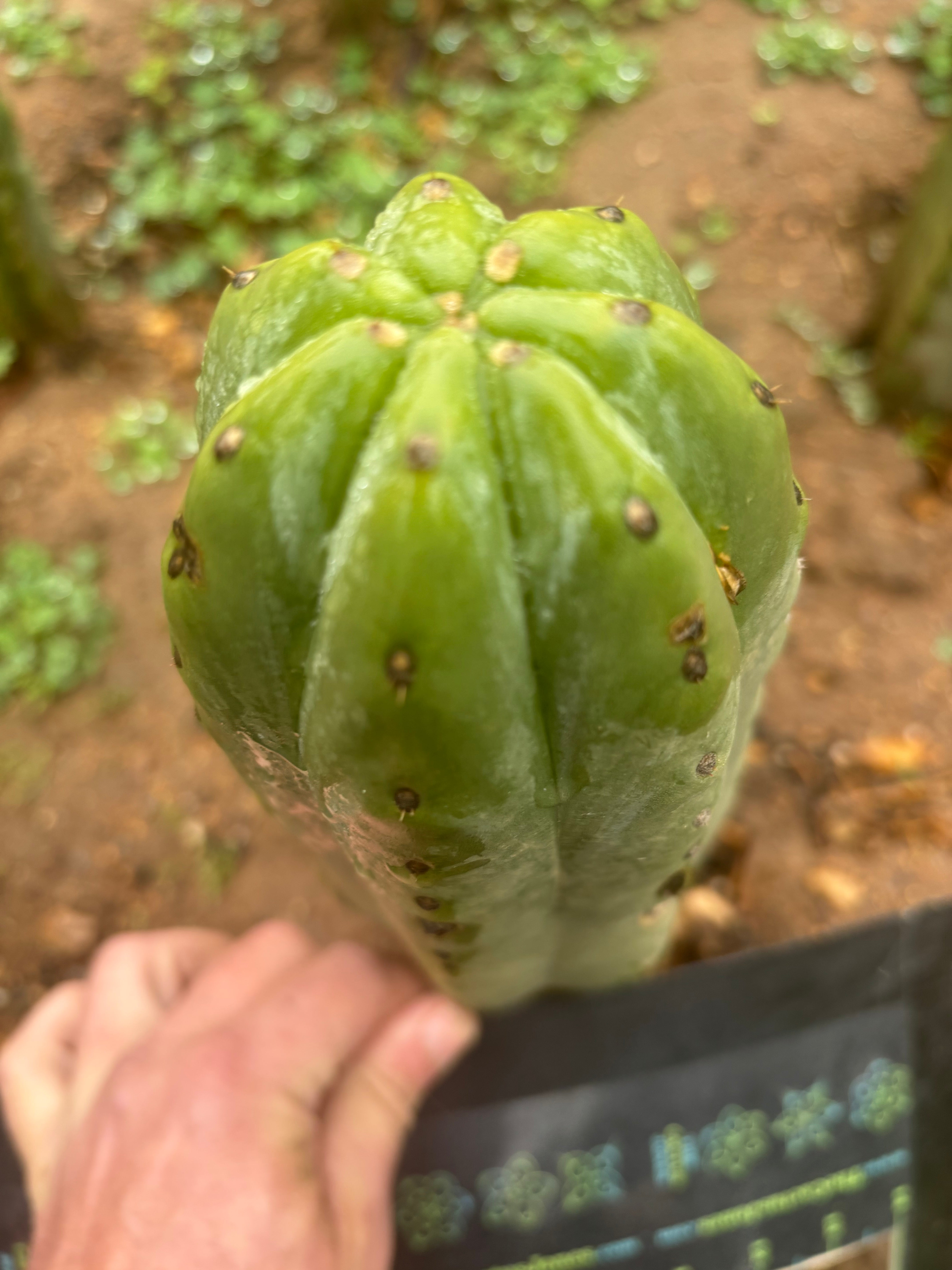 💎👑🌶️ Pierre — Thick 9” Tip