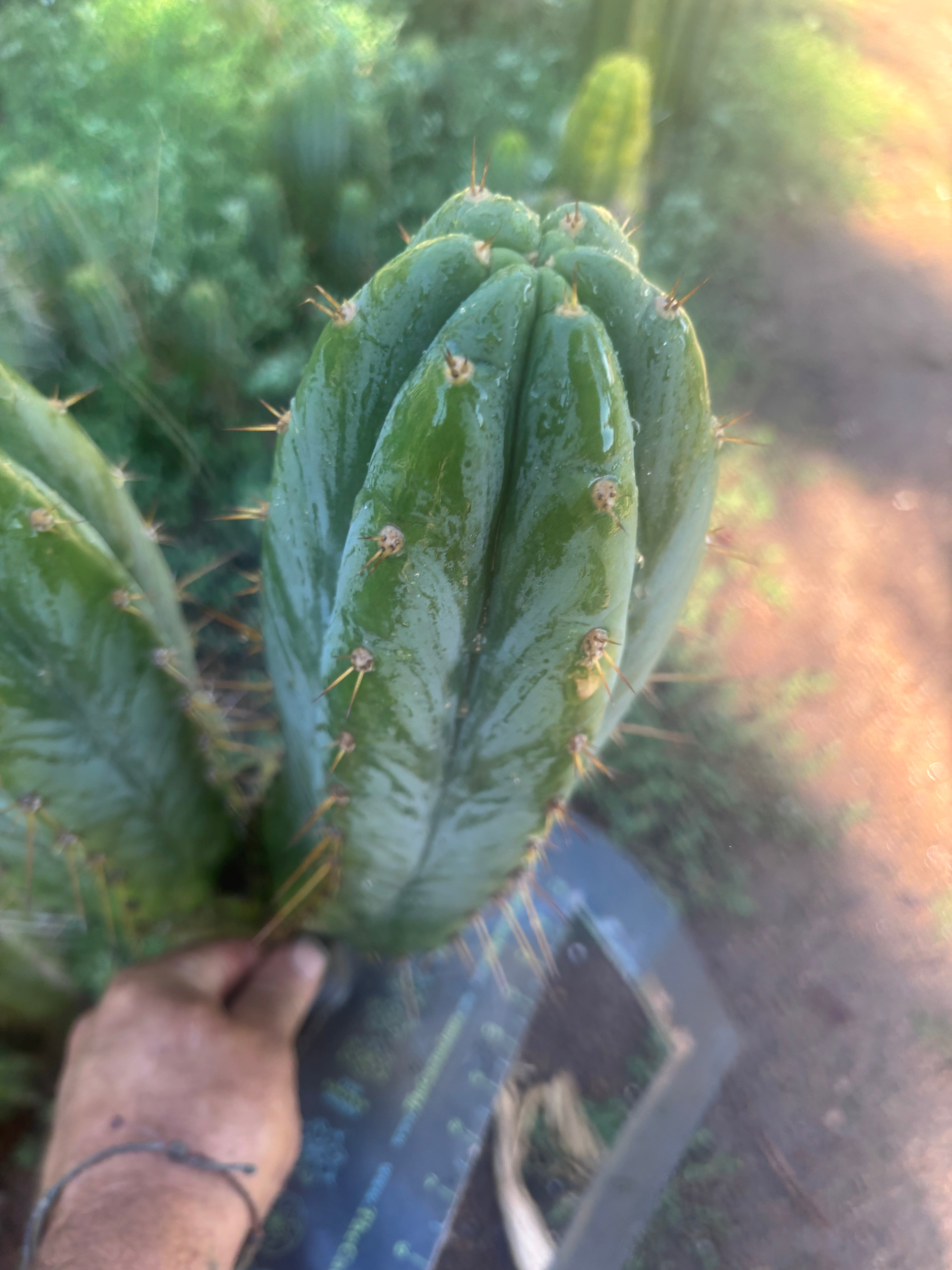 💎👑🌶️ Kimnach — Beefy 13” Pup