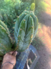 💎👑🌶️ Kimnach — Beefy 13” Pup