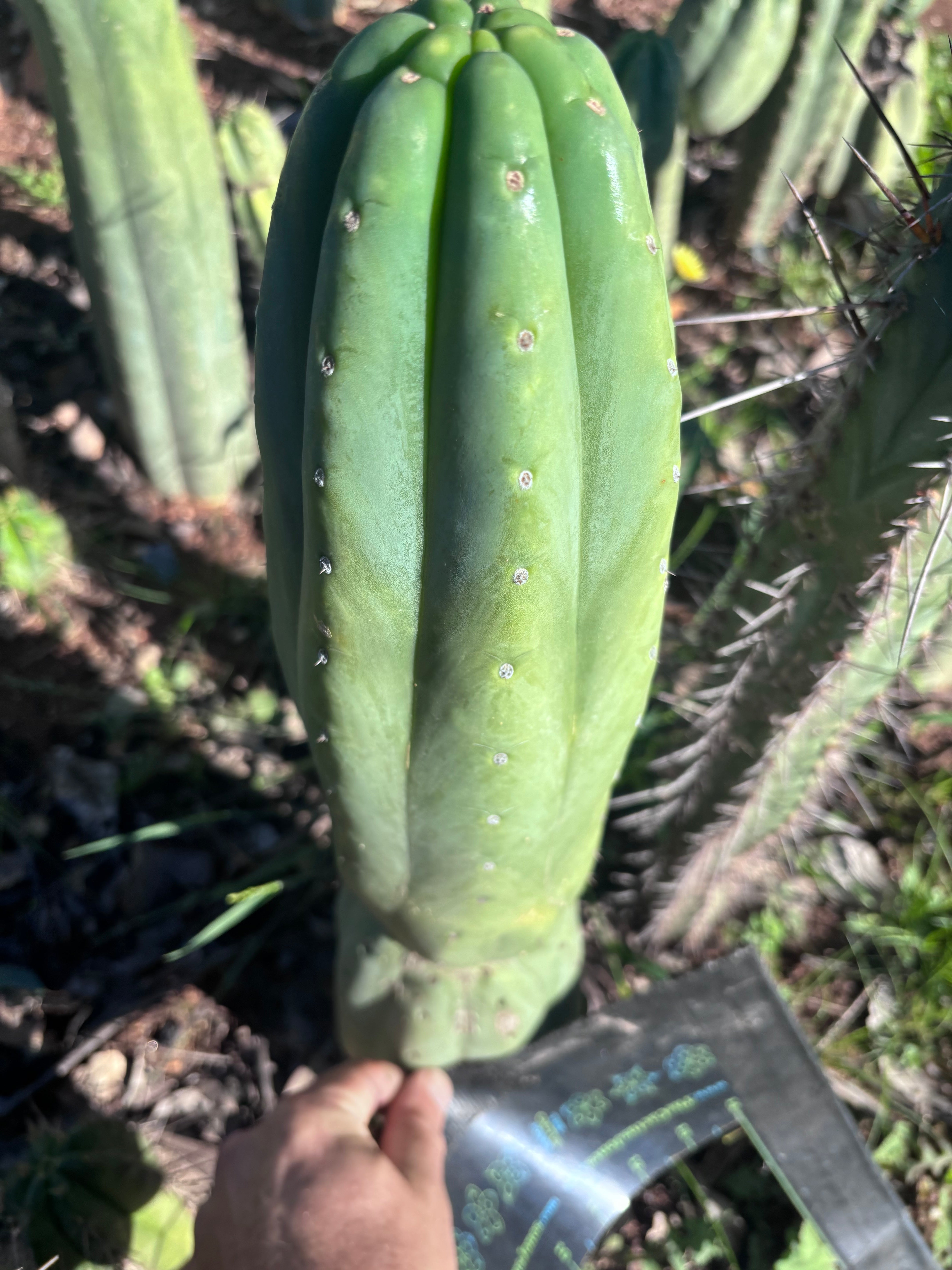 👑🌶️ Pierre — Magnum XL 14” Tip