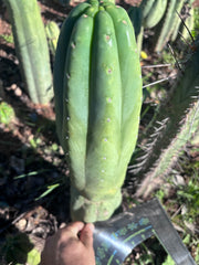 👑🌶️ Pierre — Magnum XL 14” Tip