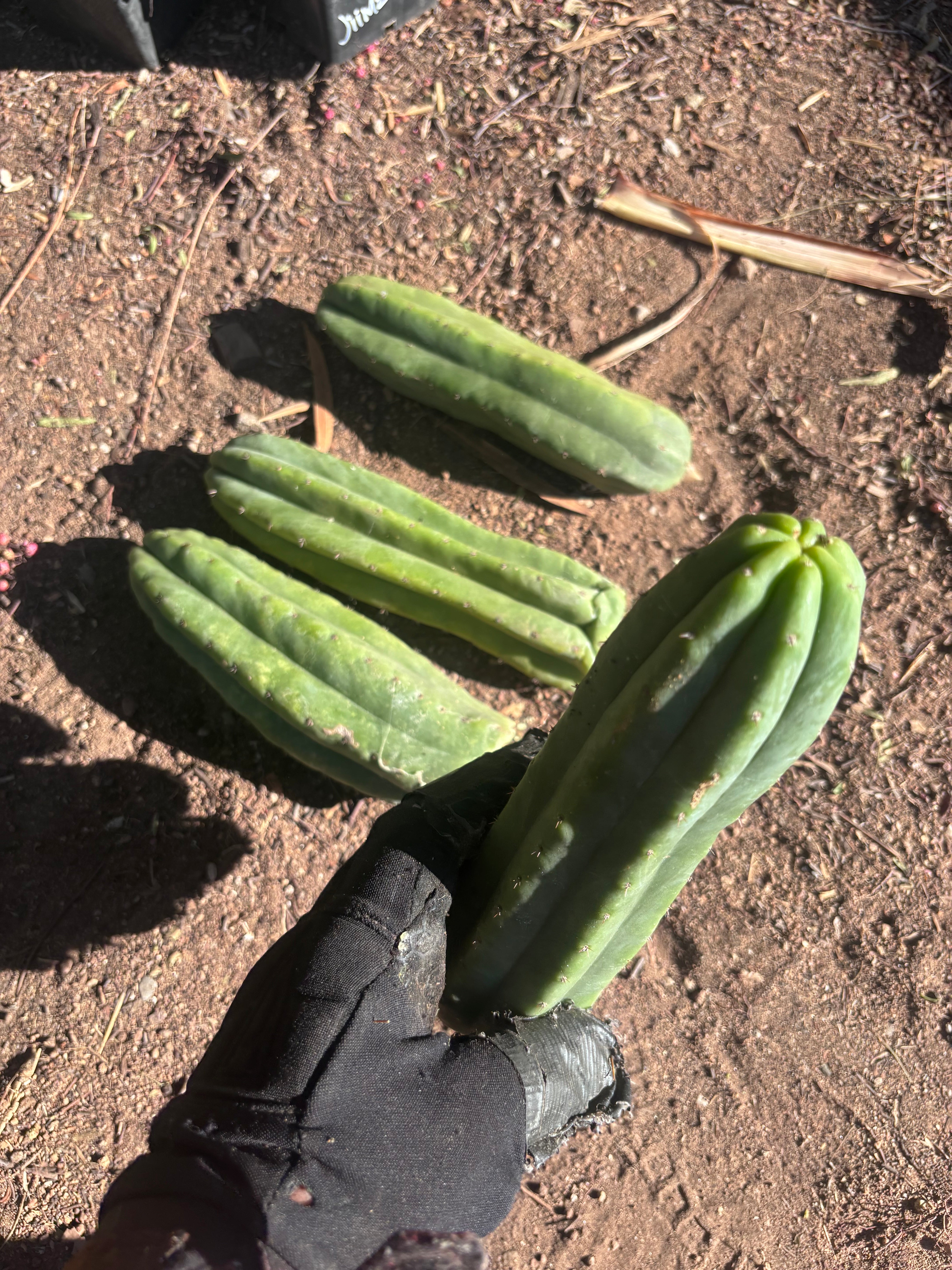 👑🌶️🌶️ Ogun — 9” Tips