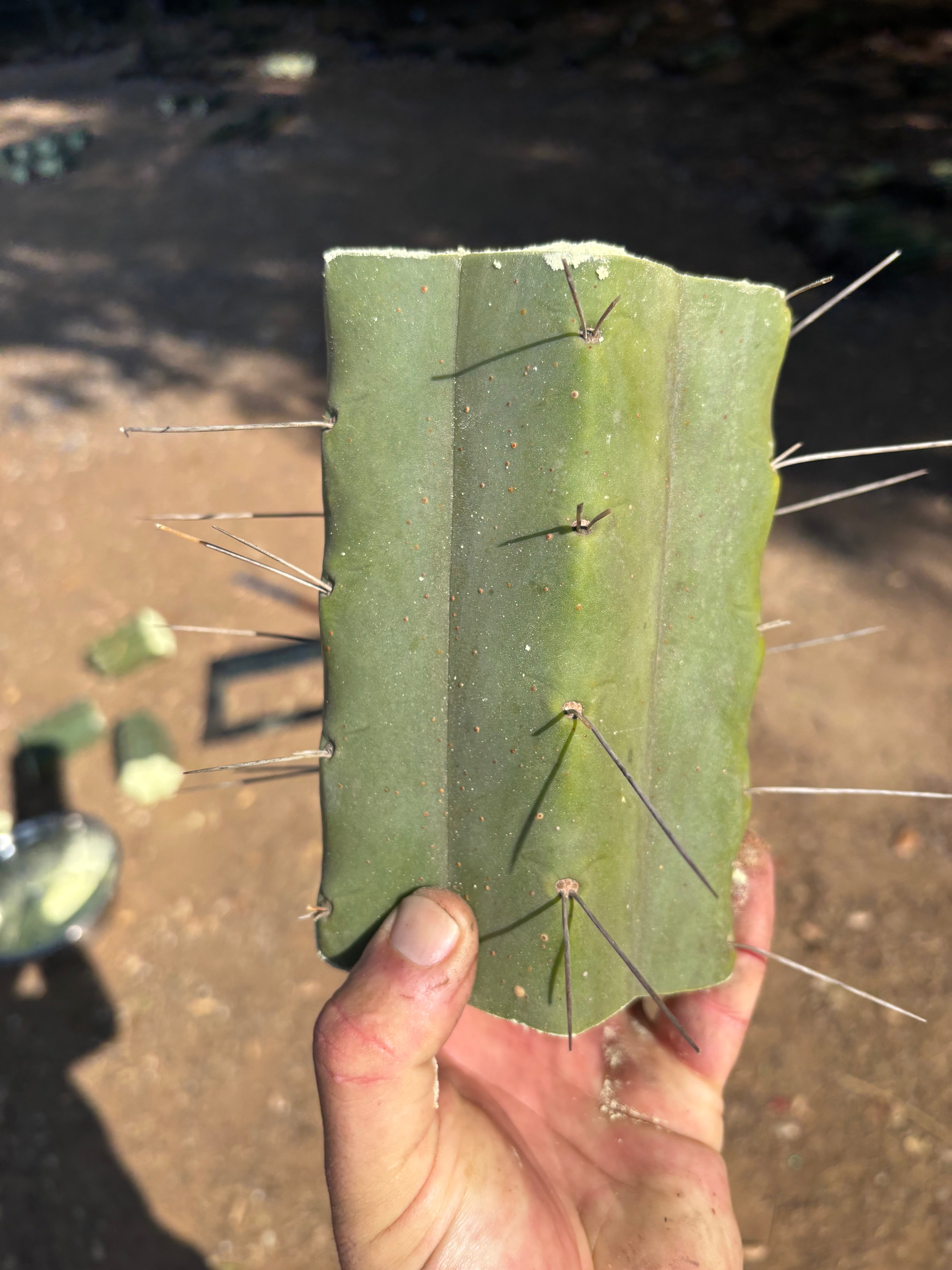 👑🌶️🌶️ Eileen — 7” Mega Mids