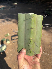 👑🌶️🌶️ Eileen — 7” Mega Mids