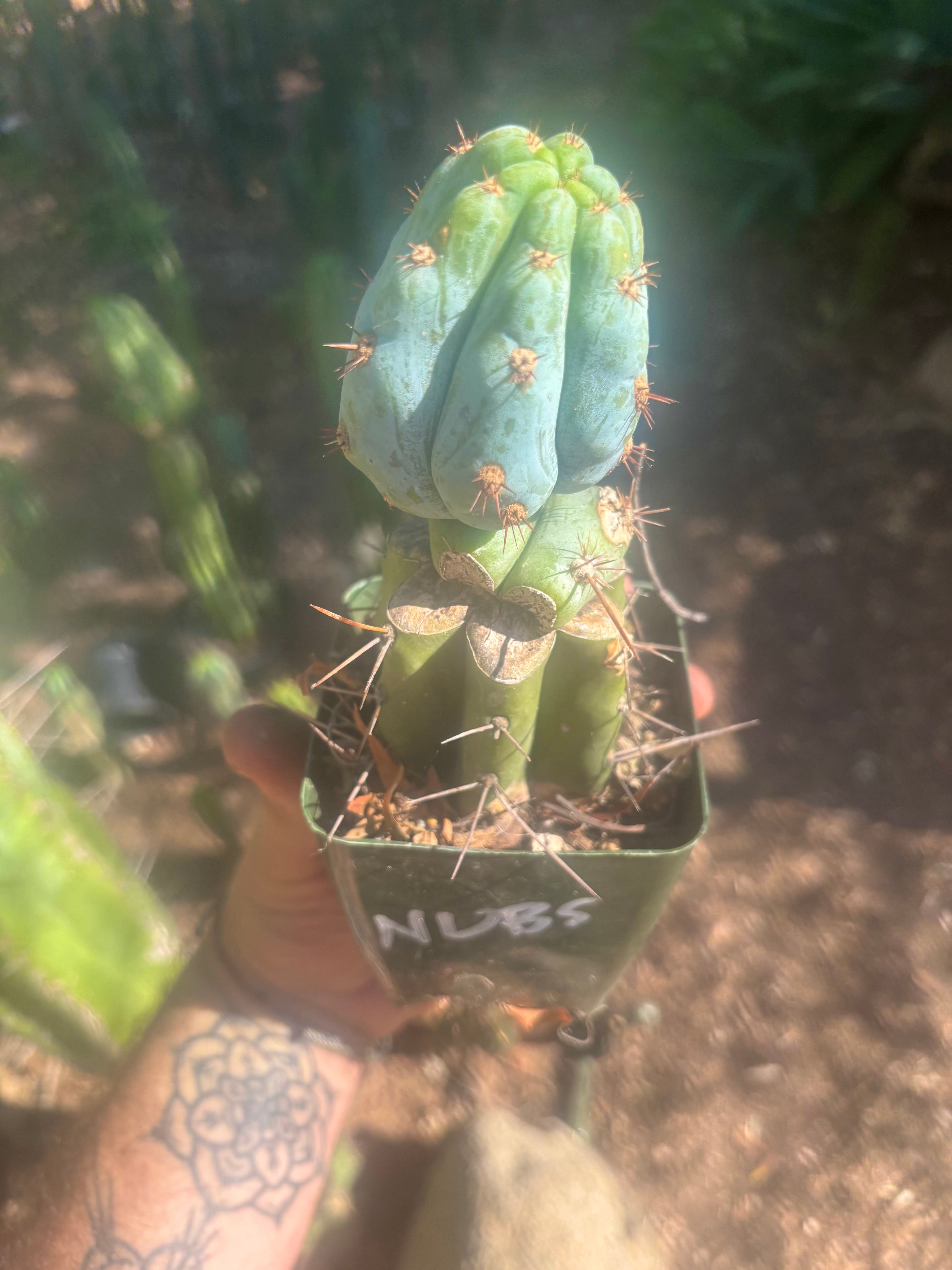 💎👑💎  NUBS — Pupped Slab Graft on Rooted Hammer
