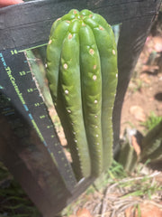 💎👑🌶️ The Field’s Pachanoi — XL 15” Pup