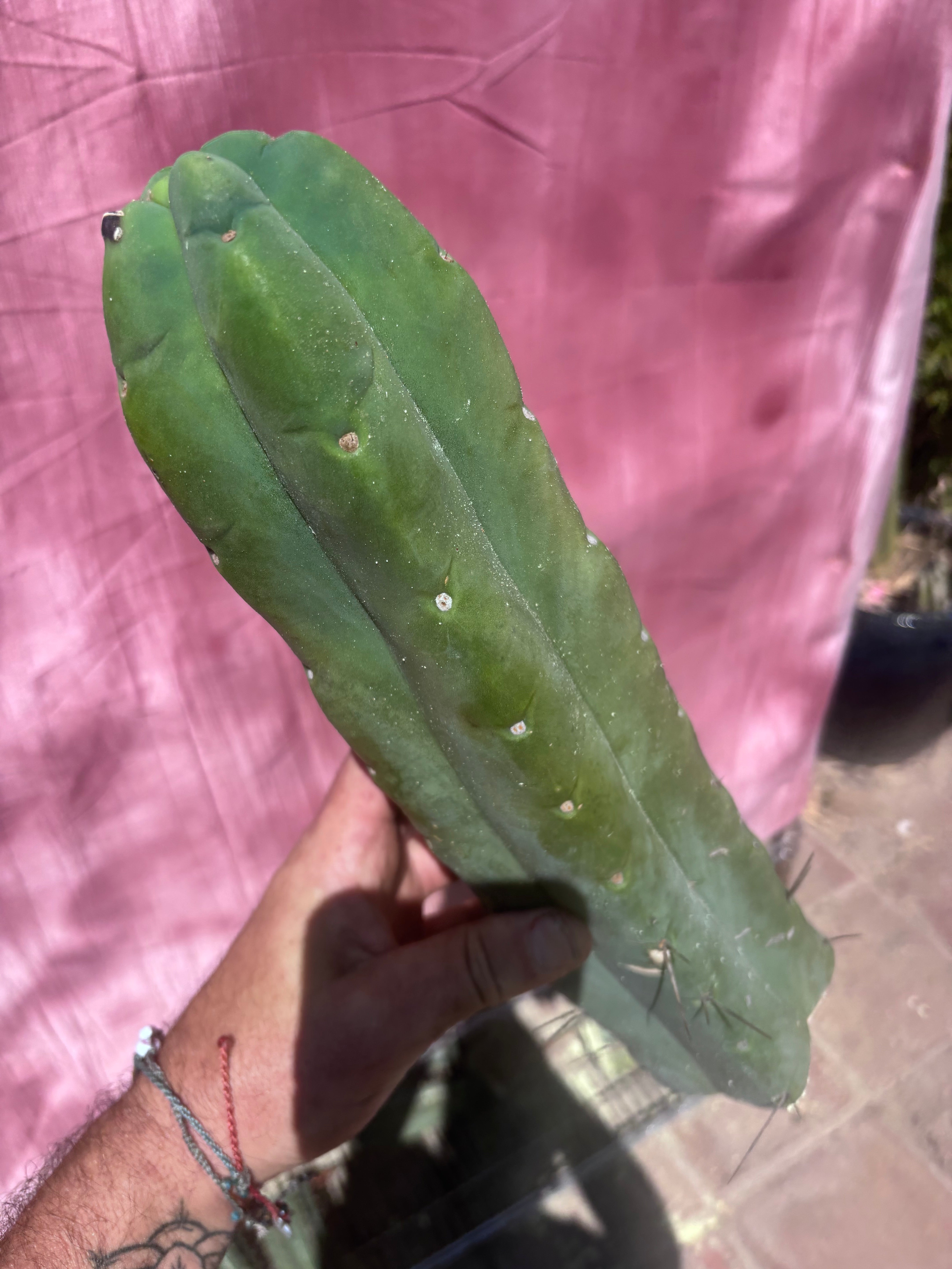 👑💎🌶️🌶️ Eileen — 13” Biggie Tip