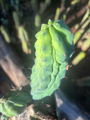 👑💎 Grecas — Rooted Graft with Pup