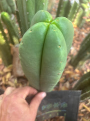 💎👑🌶️ Ferah — Plump FourWang 8” Tip