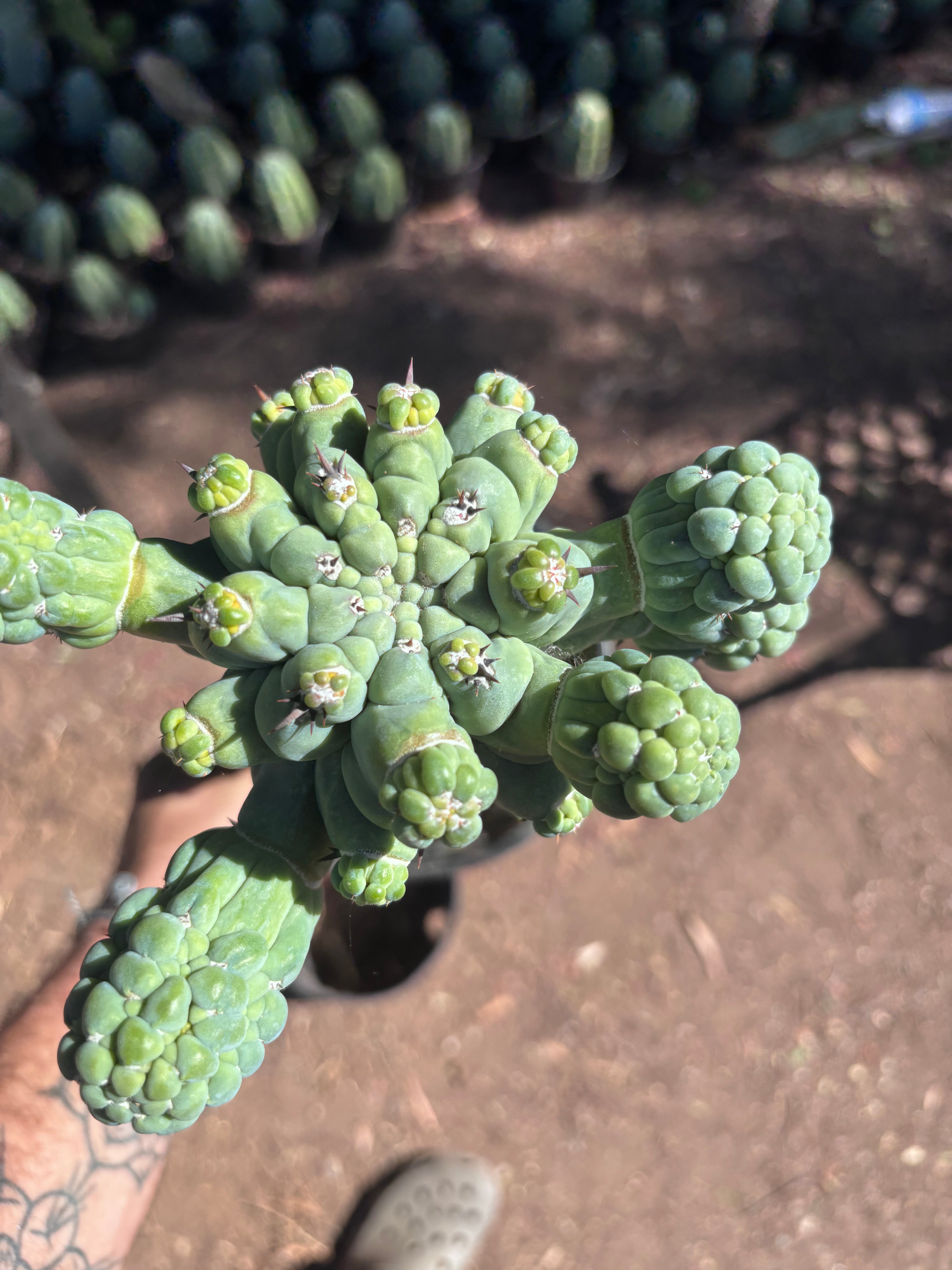💎👑💎 Glorp — XL Rooted Pupsplosion Graft