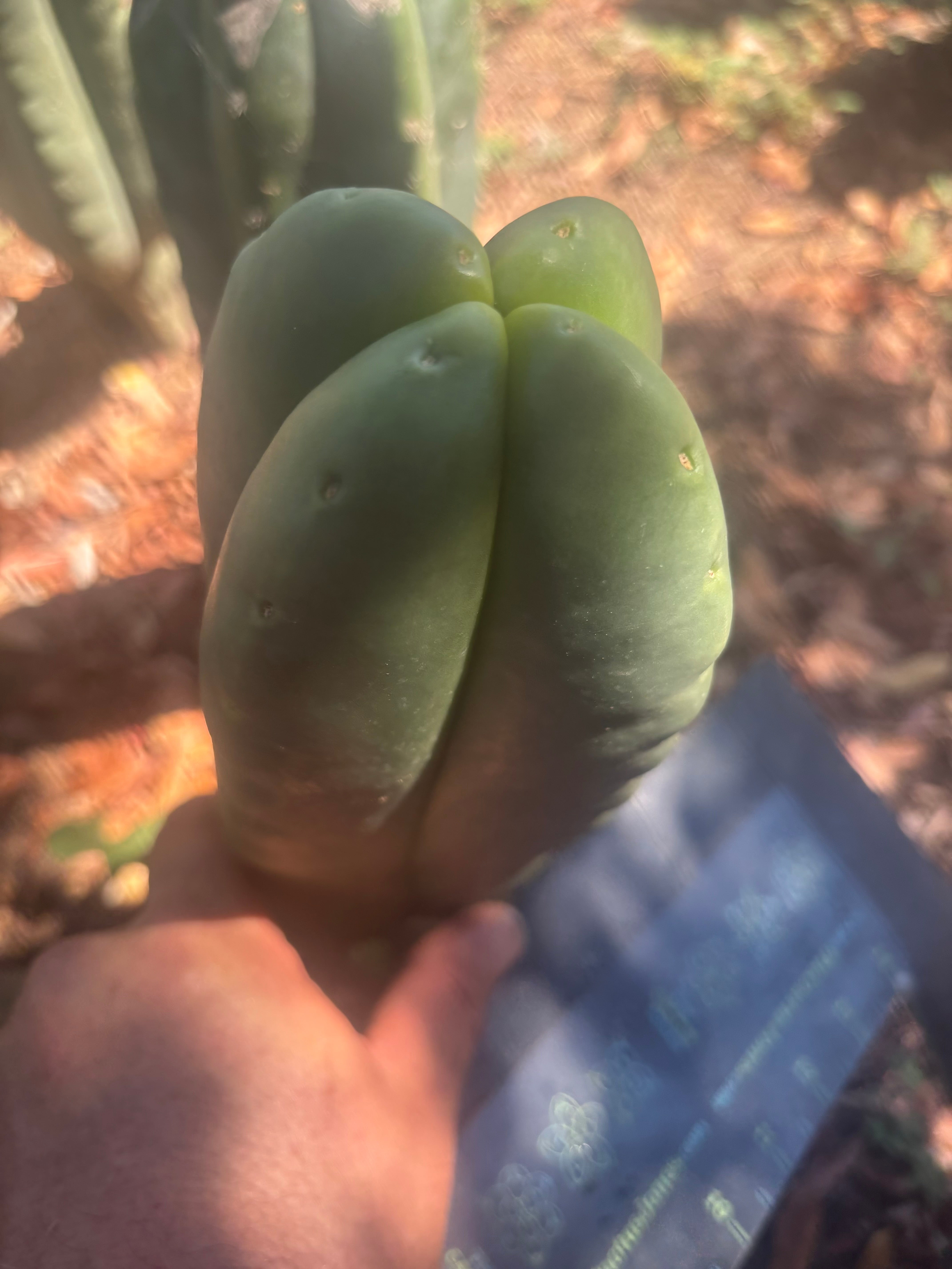 💎👑🌶️ Ferah — Another 8” FourWang Balloon