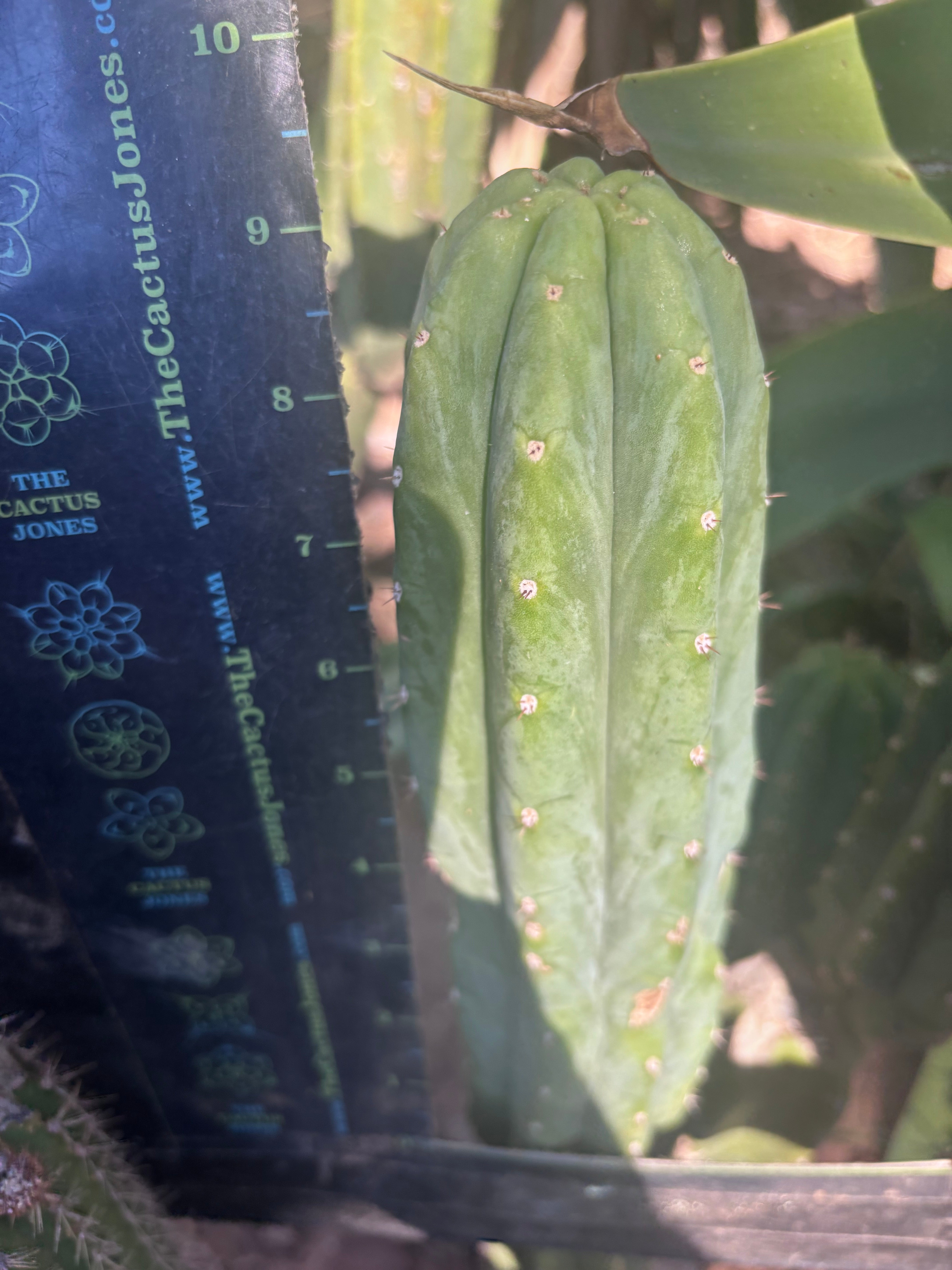 👑🌶️🌶️ Ogun — 9.5” Tip
