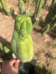 👑🌶️ Maipu — XL 13” Tip