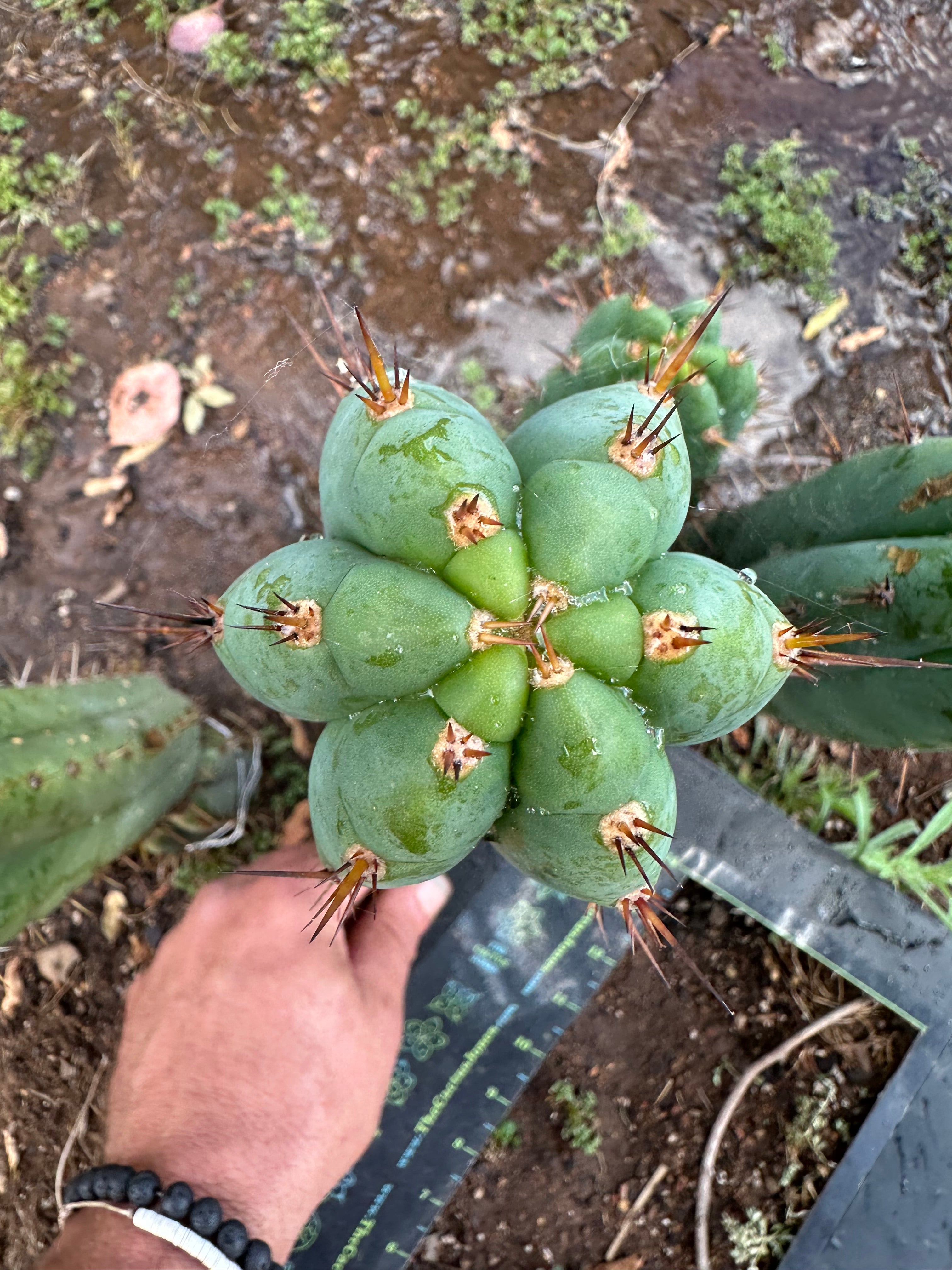 👑💎🌶️ Kimnach — Perfect 10” Tip