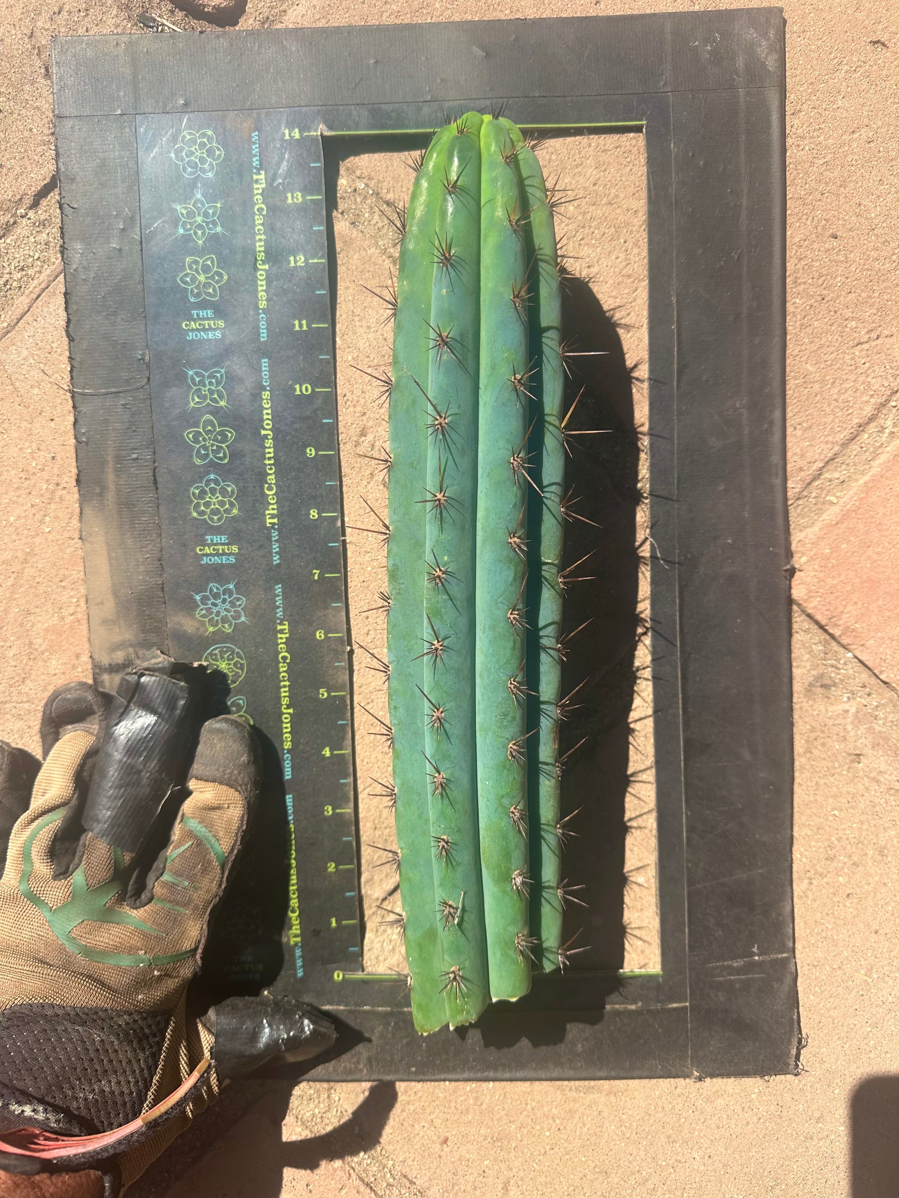 👑💎 Rimac Valley — Gorgeous 13” Tip