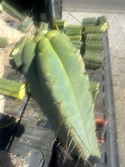 👑💎🌶️ TBQM  — Massive 15” Tip