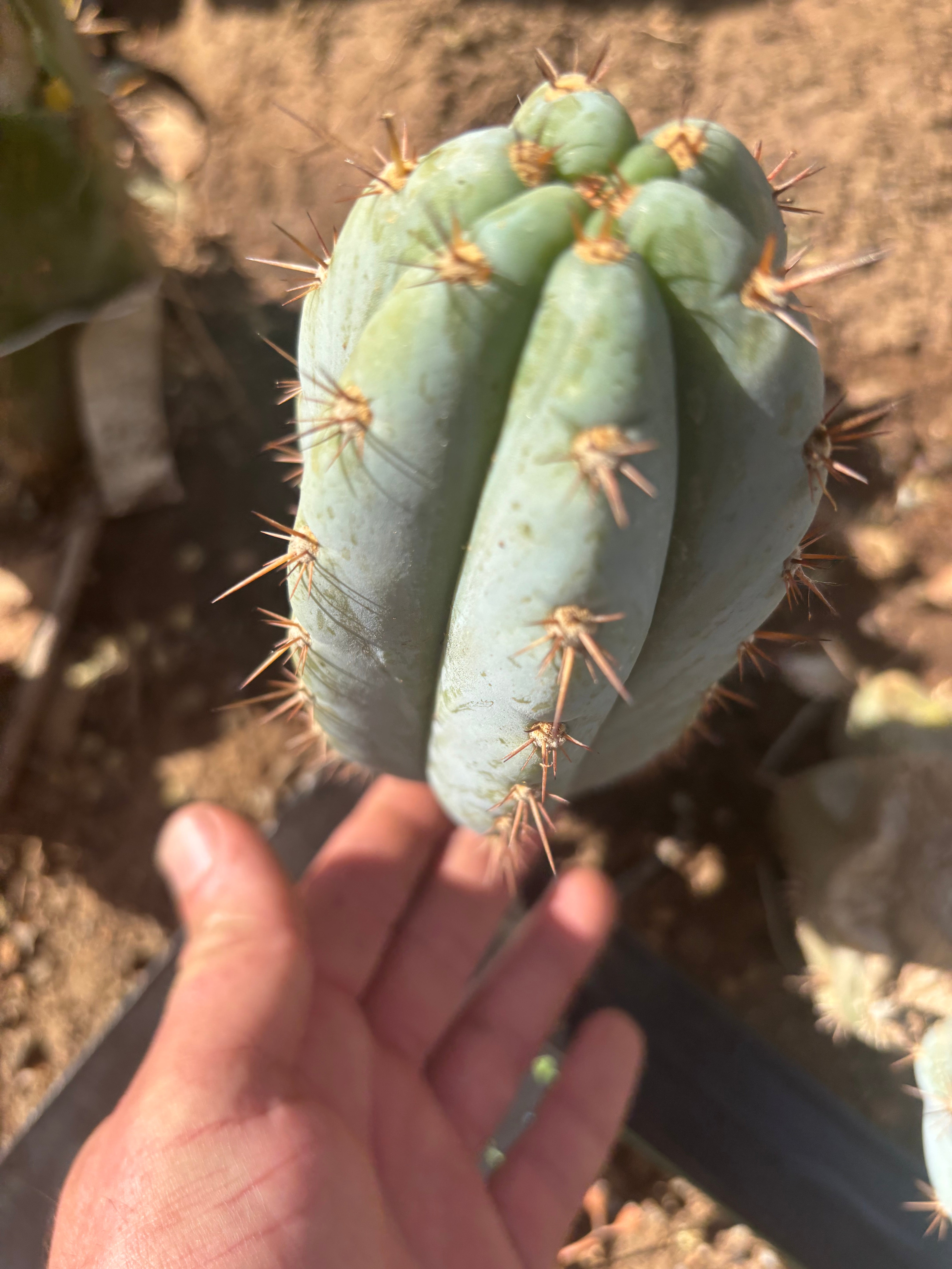 💎👑  Bart! (Monassa Blue) — 7” Pup