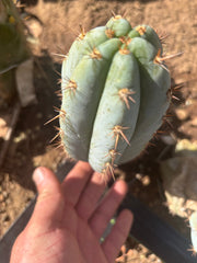 💎👑  Bart! (Monassa Blue) — 7” Pup