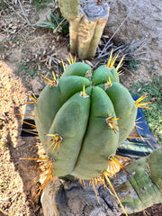 👑 Lotusland Huanu — FAT 10” Pup