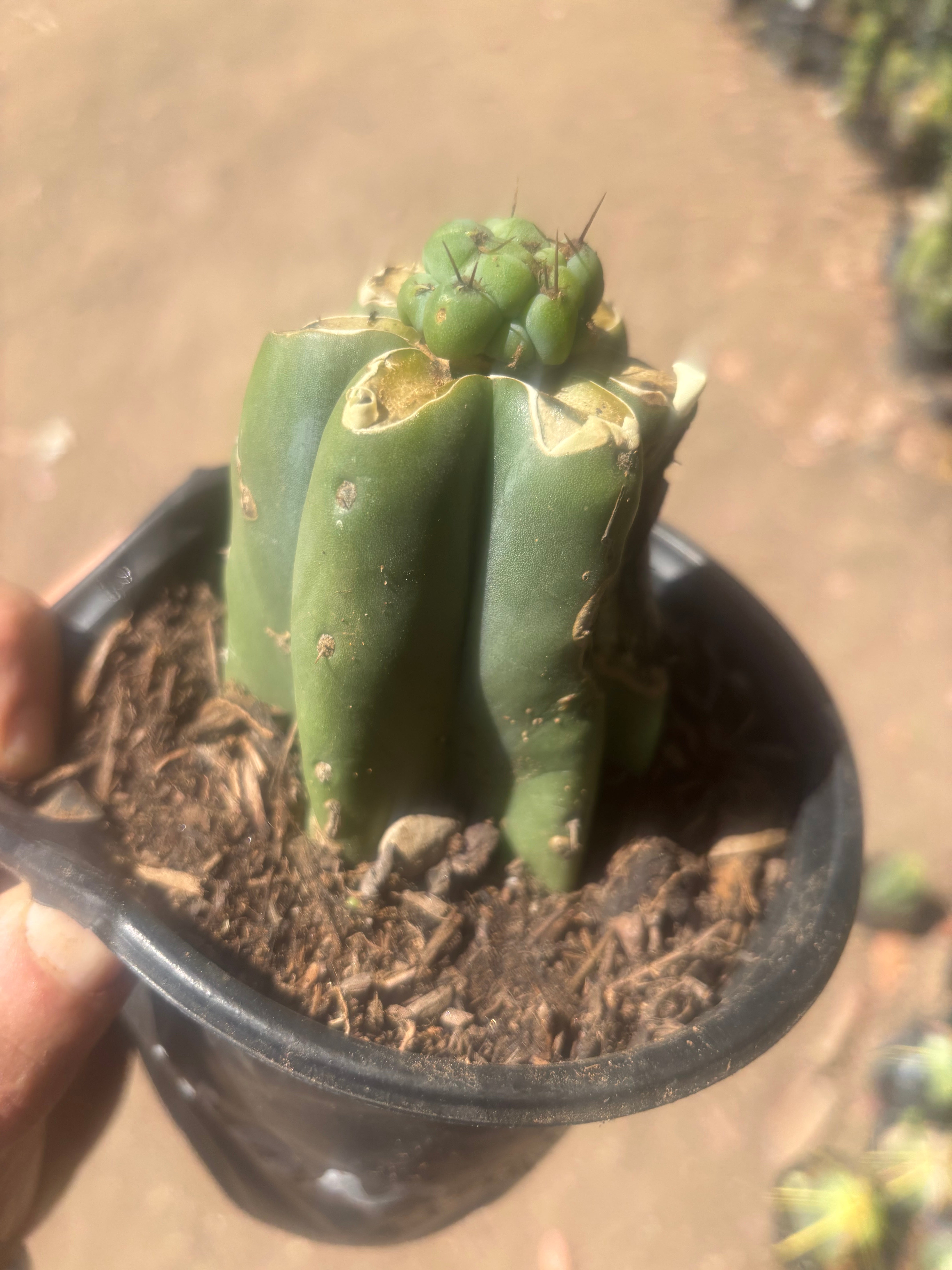 💎🌶️🌶️ NOM — Pup Graft on Rooted Pierre