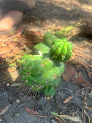 💎👑💎 Havran — Established Multi-Pup Graft on Spachianus