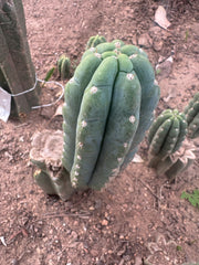 💎👑🌶️ Ichoca — 6” Pup