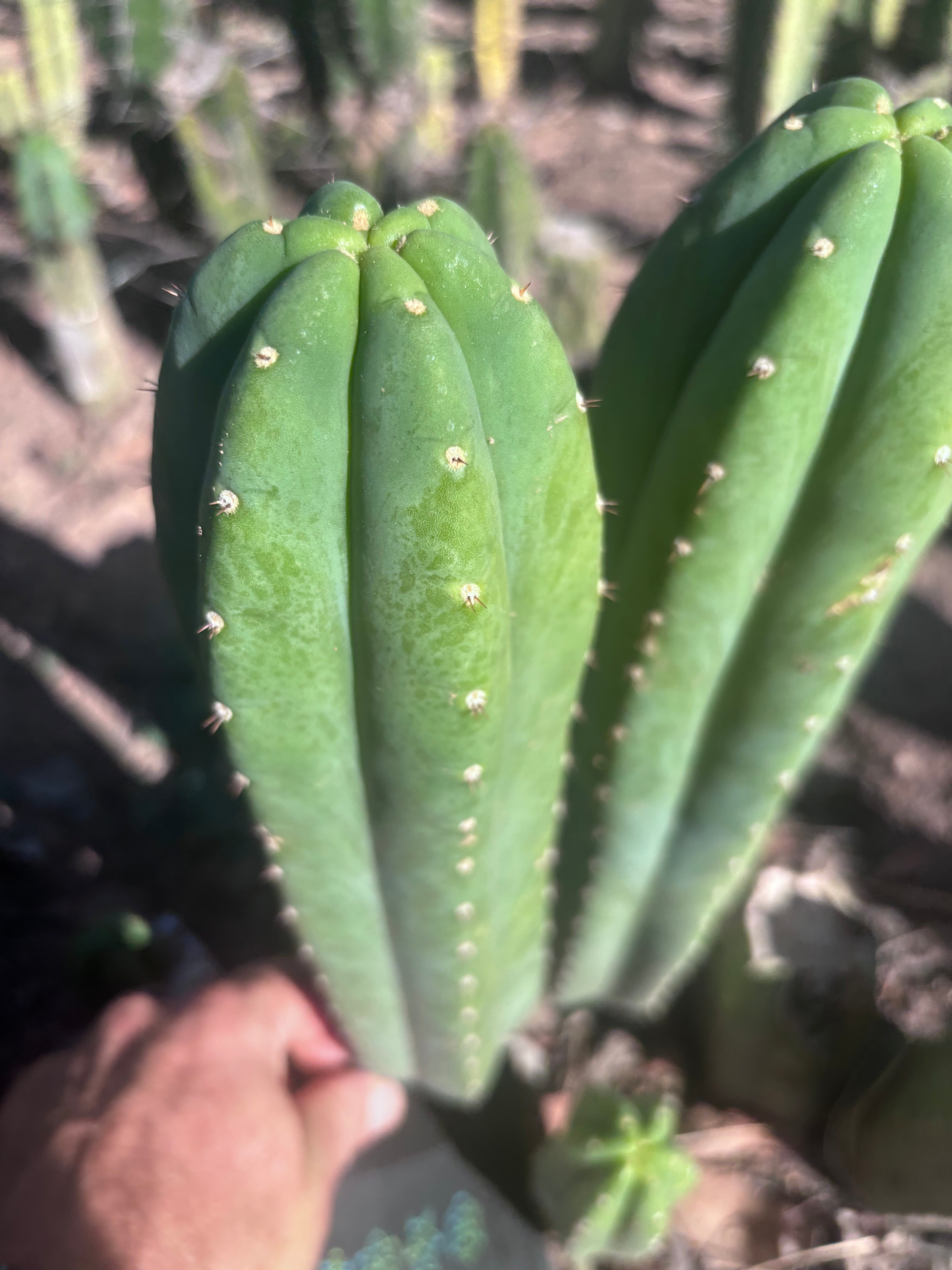 👑🌶️ DaFuq —  13” Pup