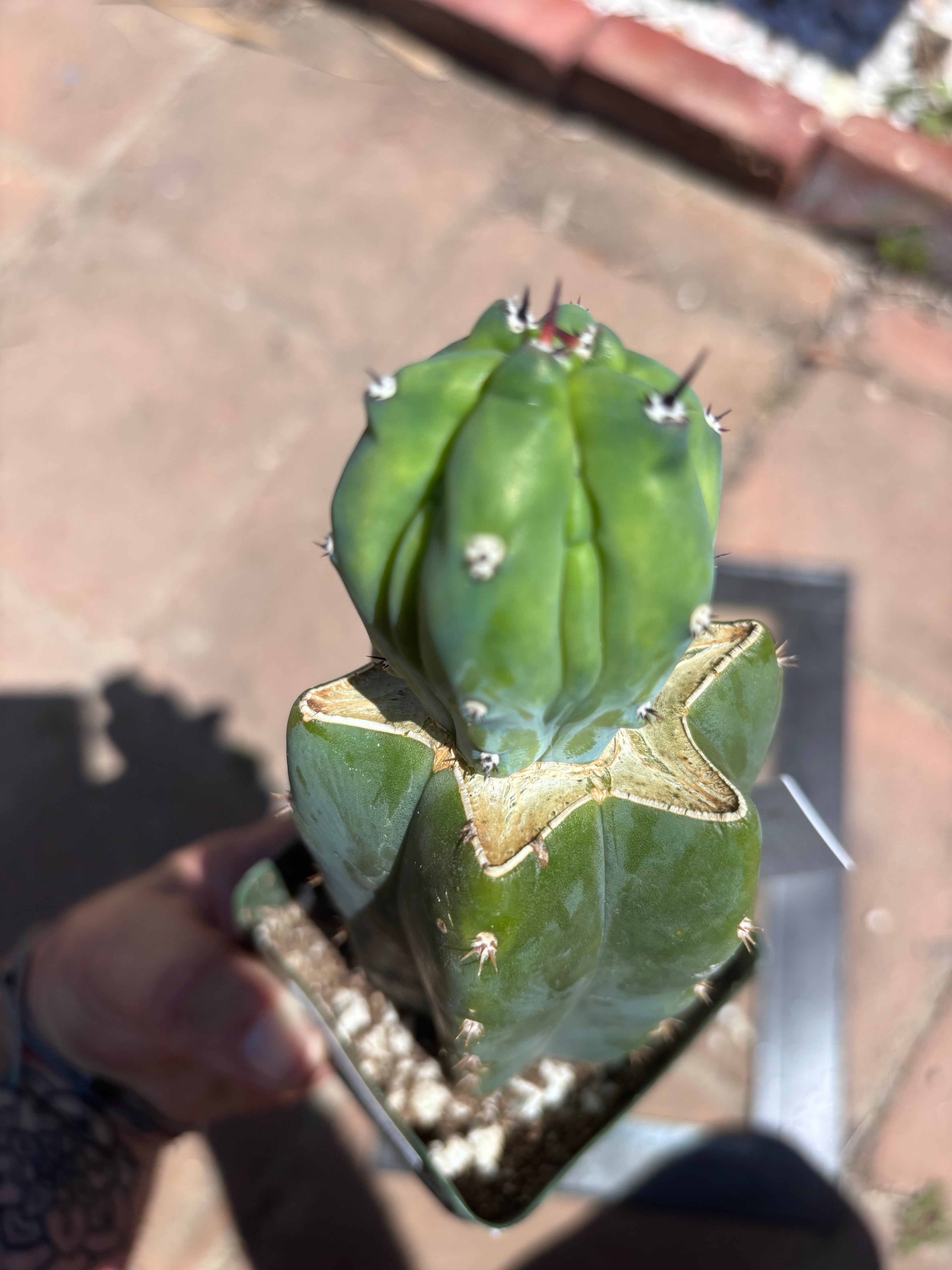 👑💎 Grecas Tip Graft — Rooted / Whole