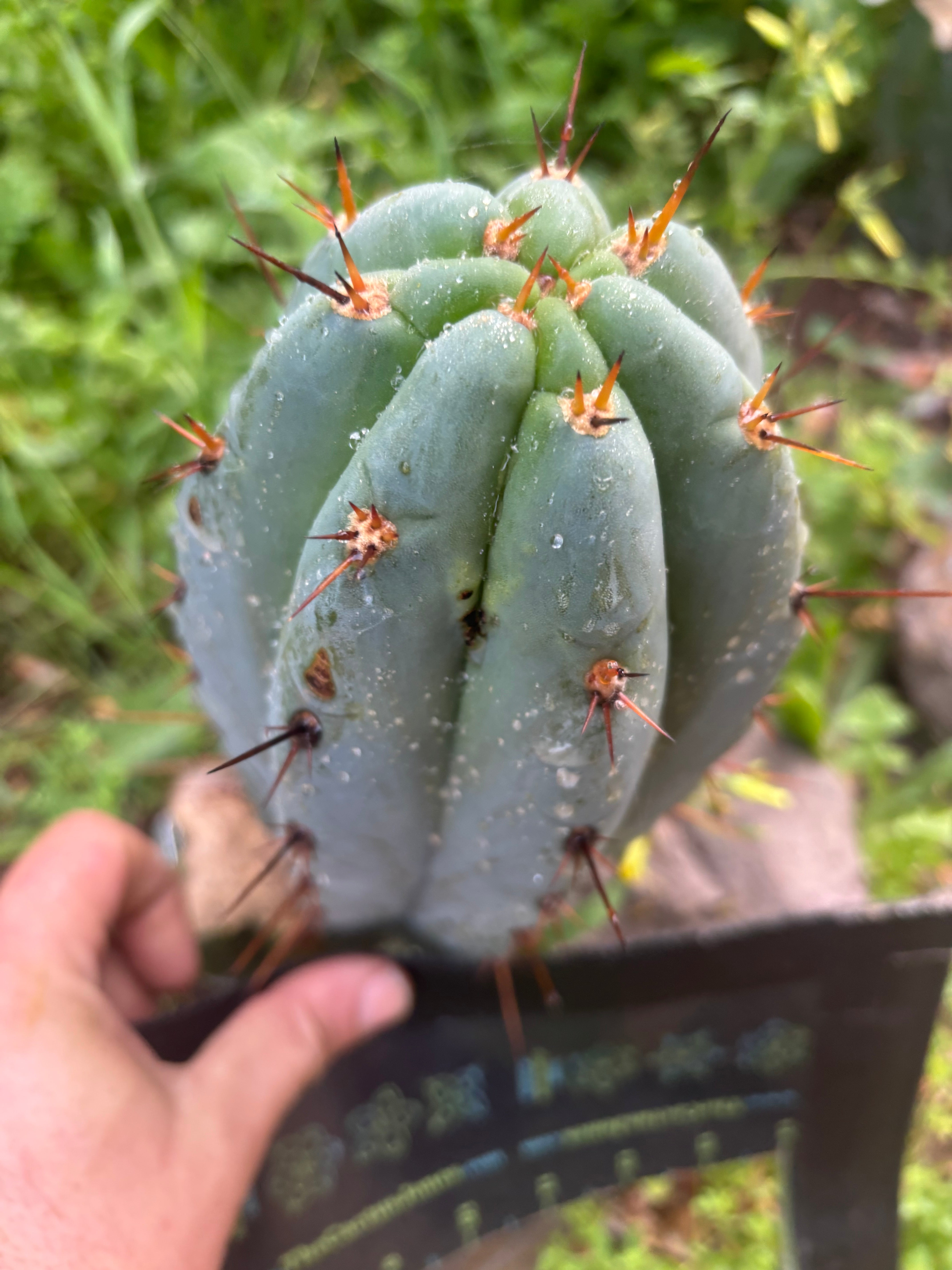 💎👑 Moonchild — FAT 8” Tip