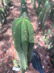 👑🌶️ Malo4 (F2)  — XL 14” Tip