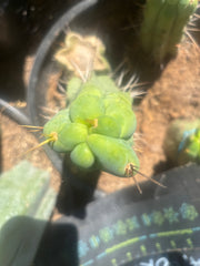 💎👑🌶️ Bruce — 8” Tip