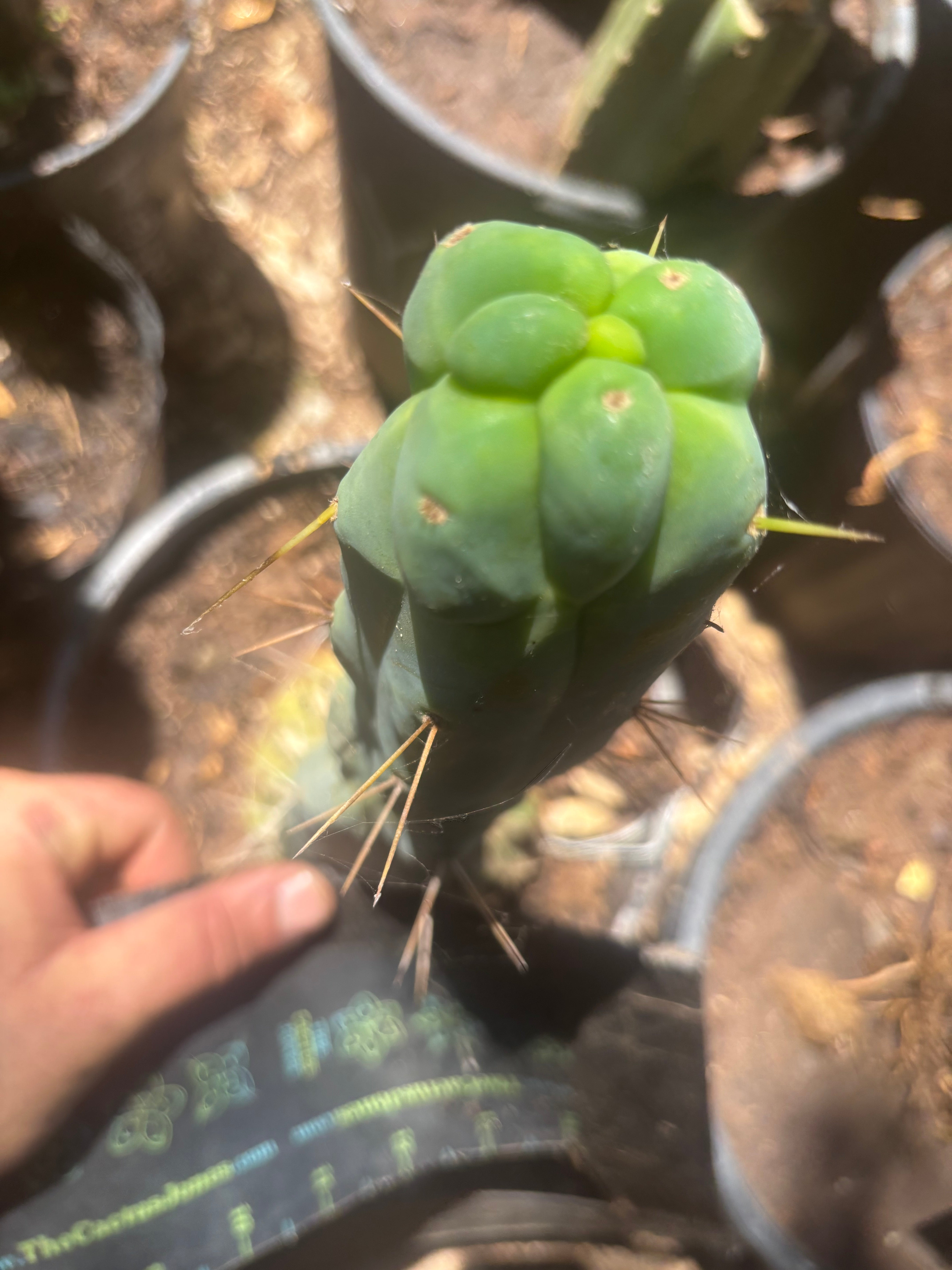 💎👑🌶️ Monster De Cota Cota — 8” Tip