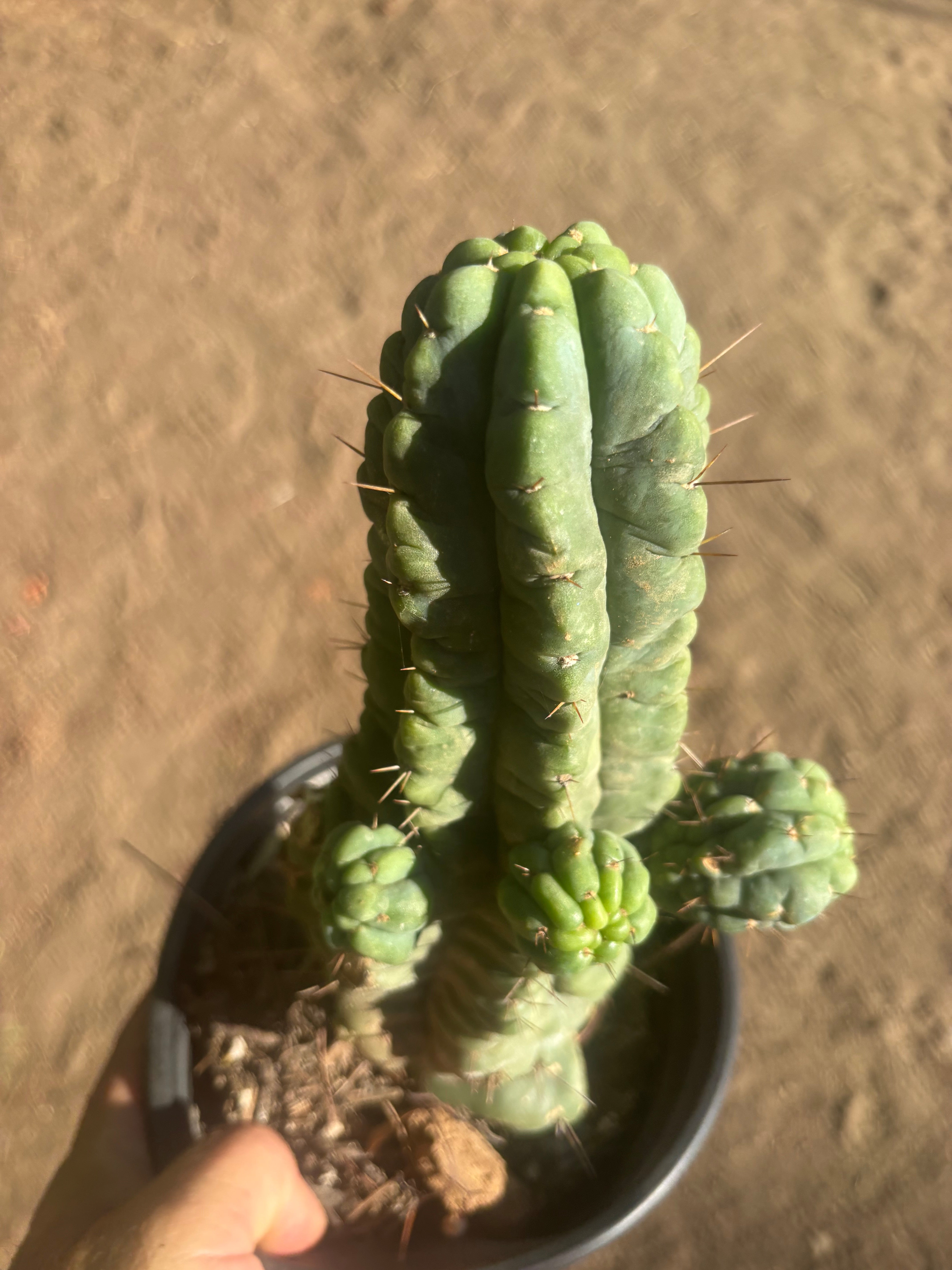 💎👑💎 Havran — Established Multi-Pup Graft on PC