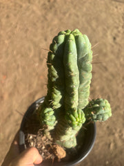 💎👑💎 Havran — Established Multi-Pup Graft on PC