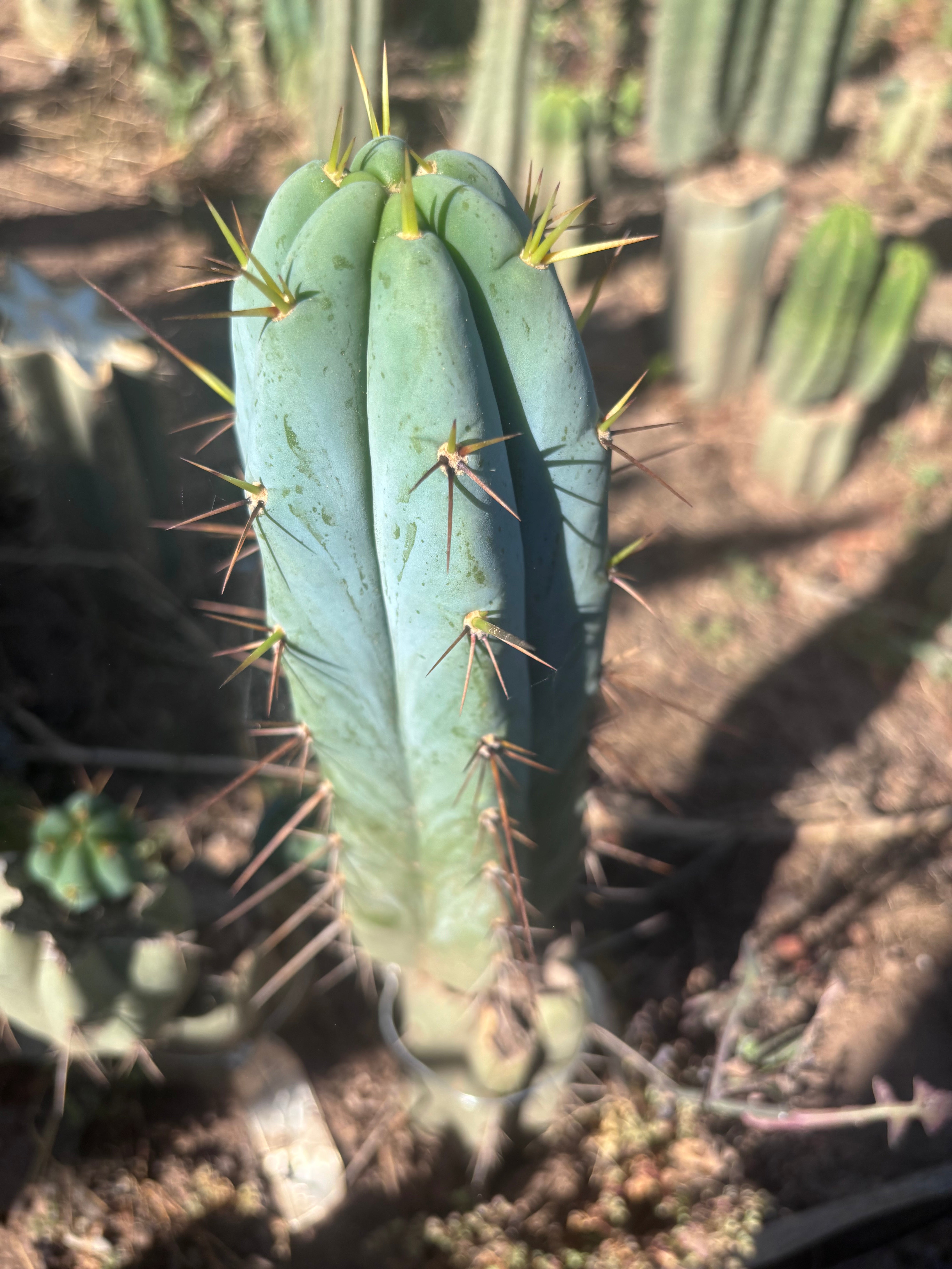 👑💎🌶️ Bluejones  — Flawless 10” Pup